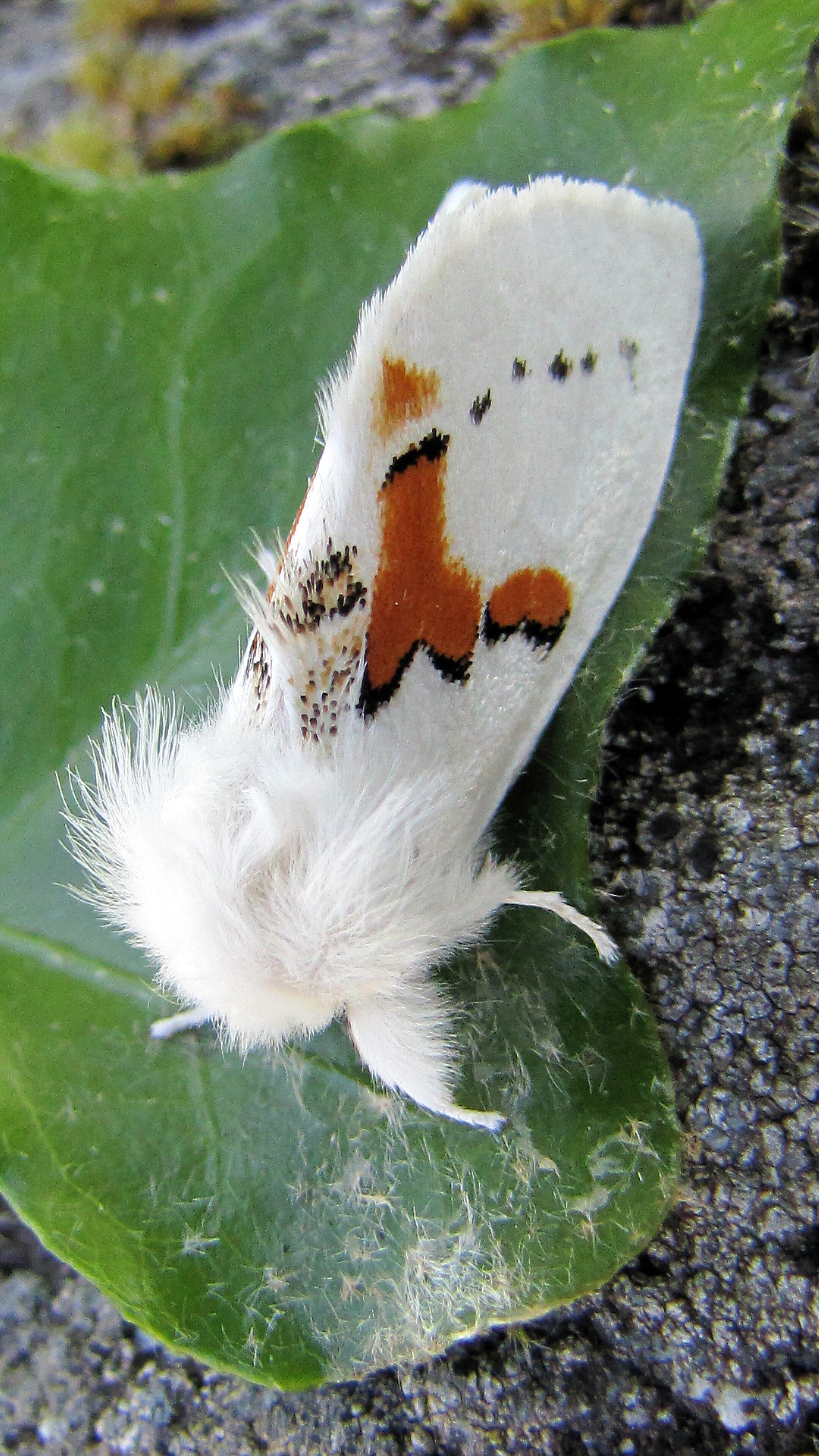 White Prominent