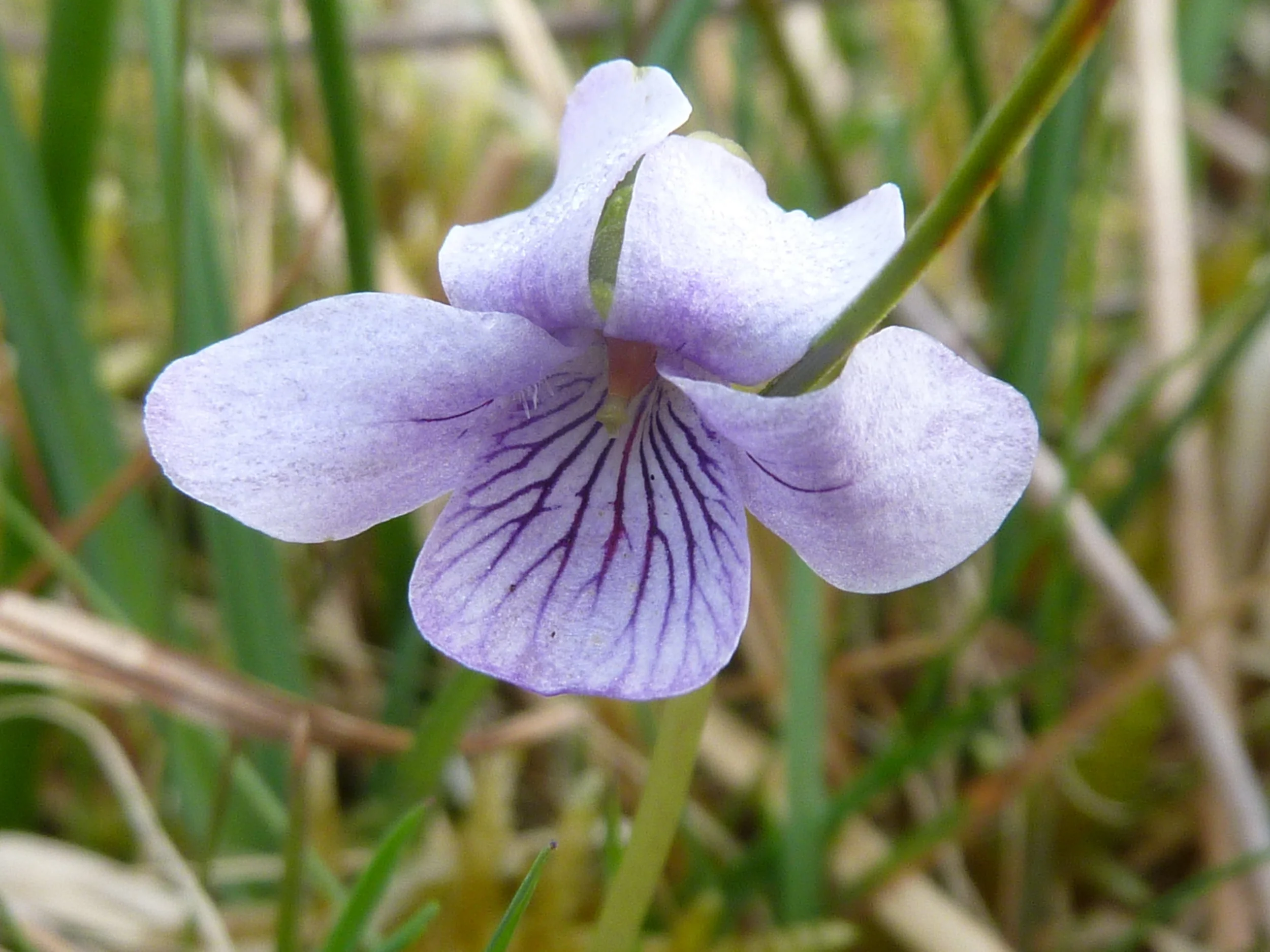 Marsh violet.JPG