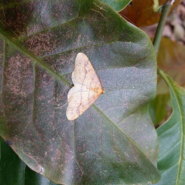 Scarce umber at our western base in Eshywulligan, Fermanagh. A new 10km square for the species.