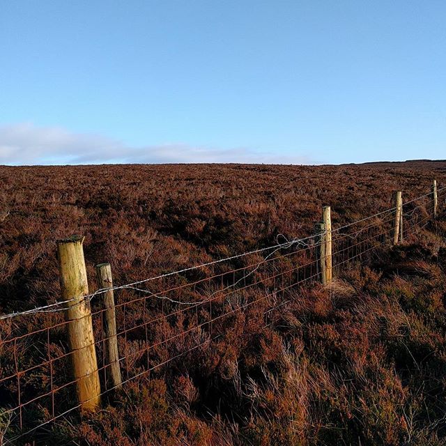 Winter bird survey in the Antrim hills. 3 species so far!