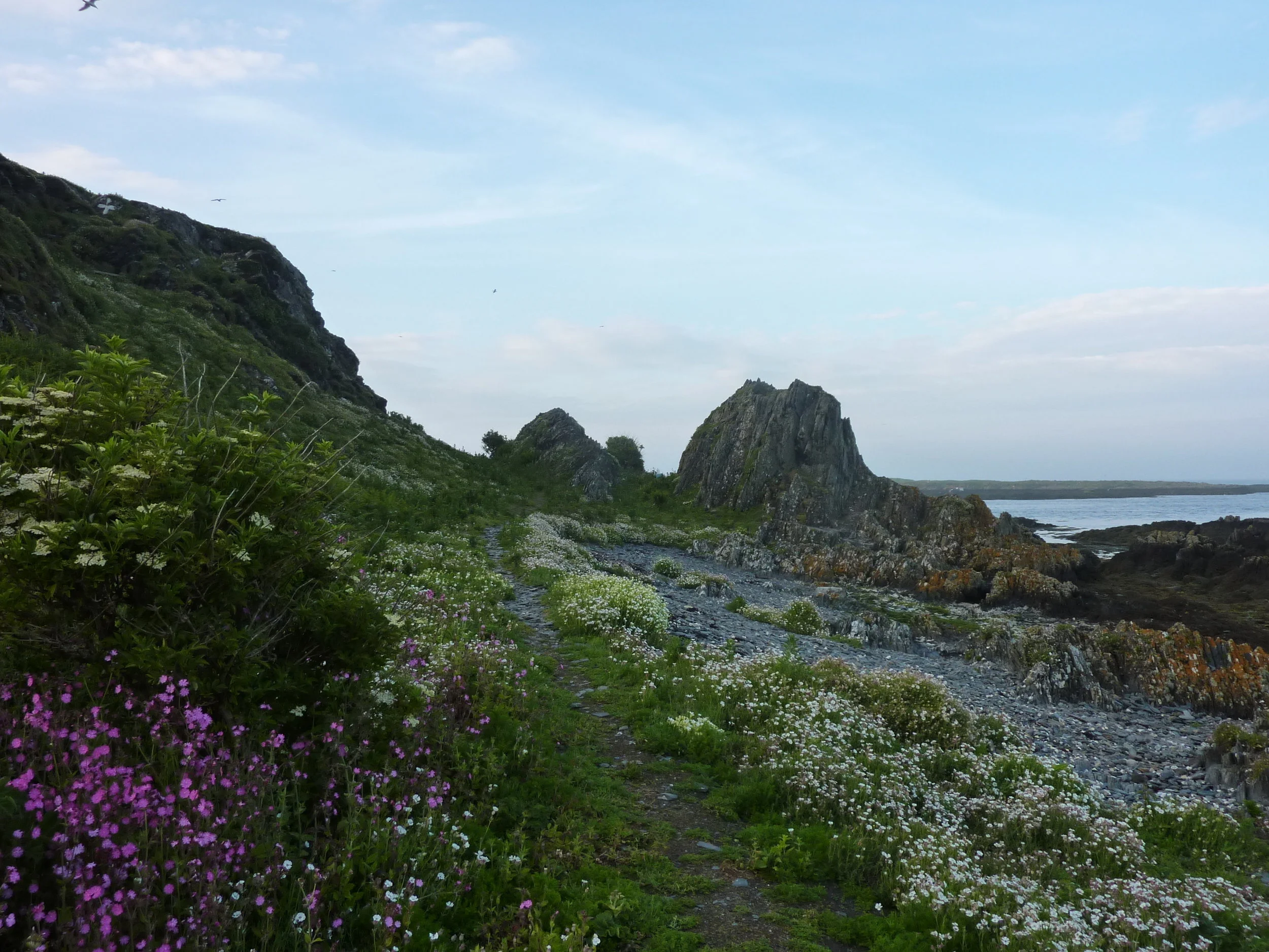 Cochylidia implicitana habitat at Copeland Bird Observatory