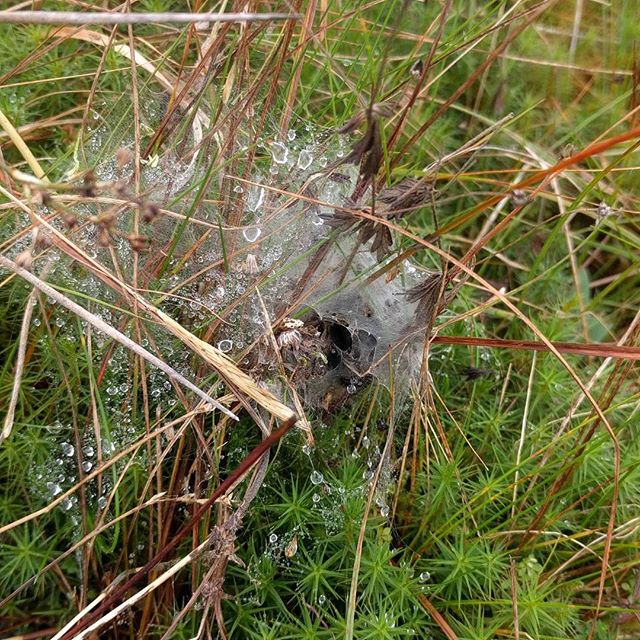 Larval web at Teiges Mtn. Despite the fire in May this year we have found 46 webs this year. Tough little critters.