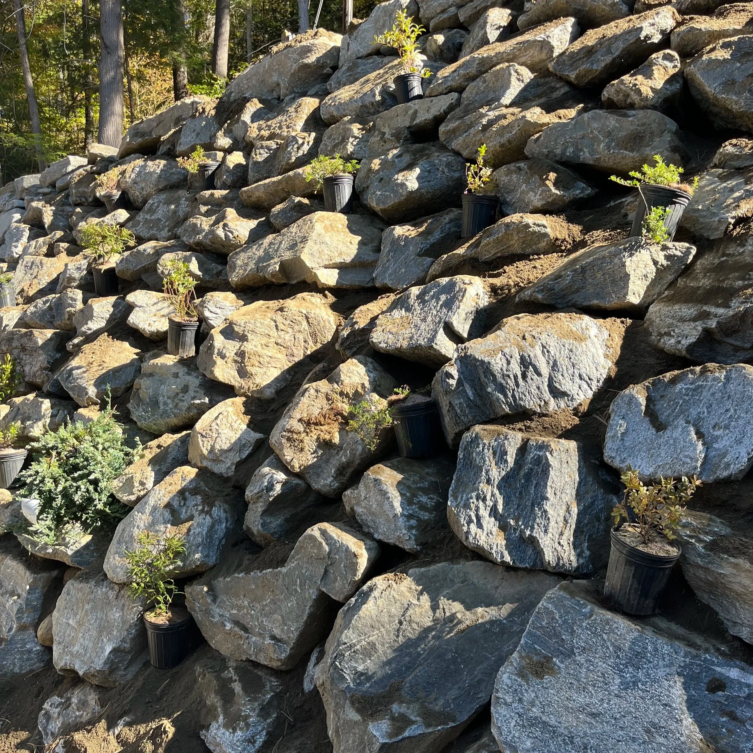 Adding texture and green to a large boulder wall with hardy, erosion control plants. 