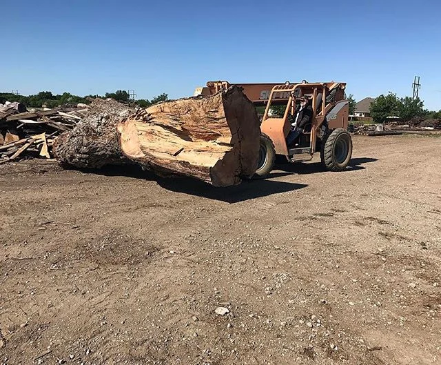 This massive #pecantree makes our skytrak look small. 
#sawmill #bigslabs #woodporn #woodworking #sanger #denton #dentontx #tx