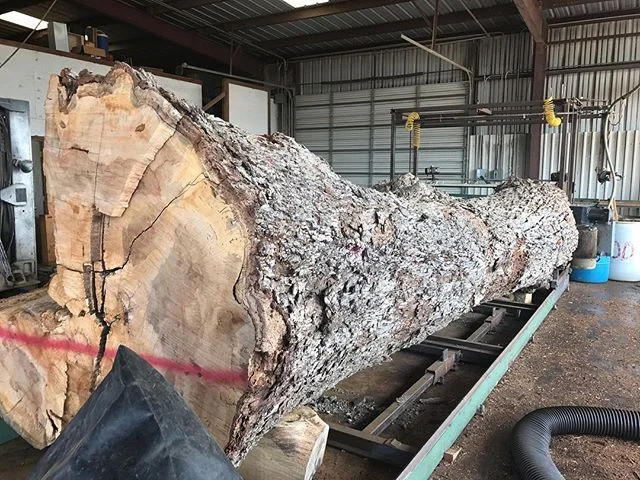 The Big Boy is on the #chainsawmill and ready to be slabbed up!!! #gotwood #webuybigtrees #dfw #denton #sanger #pecan #pecanslab #pecantree #bigtree