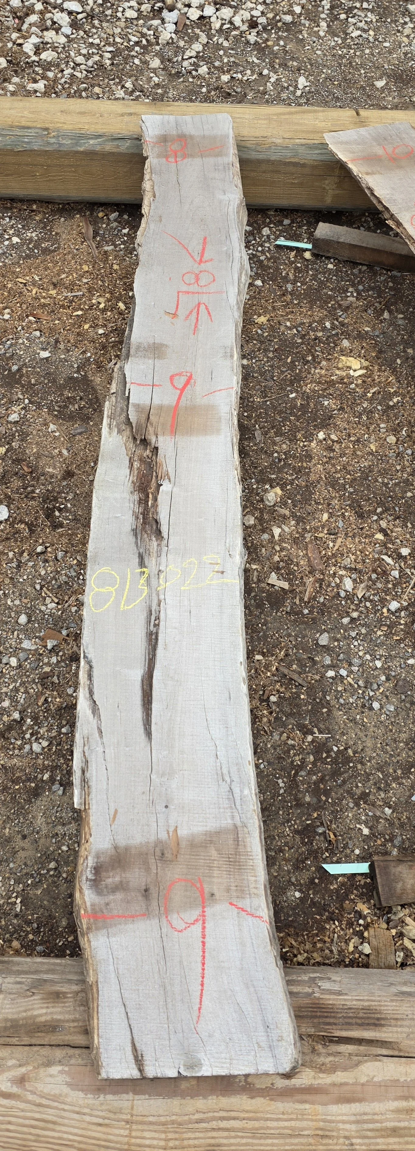 813022.jpg