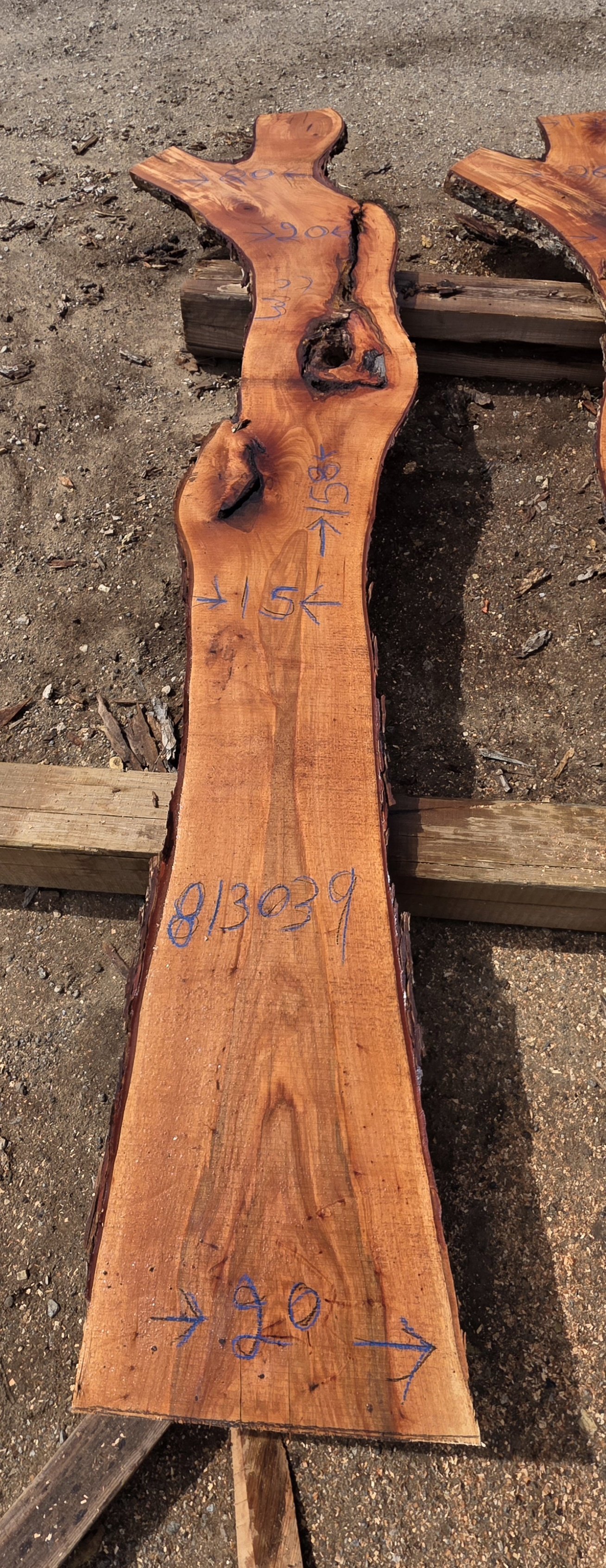 813039.jpg