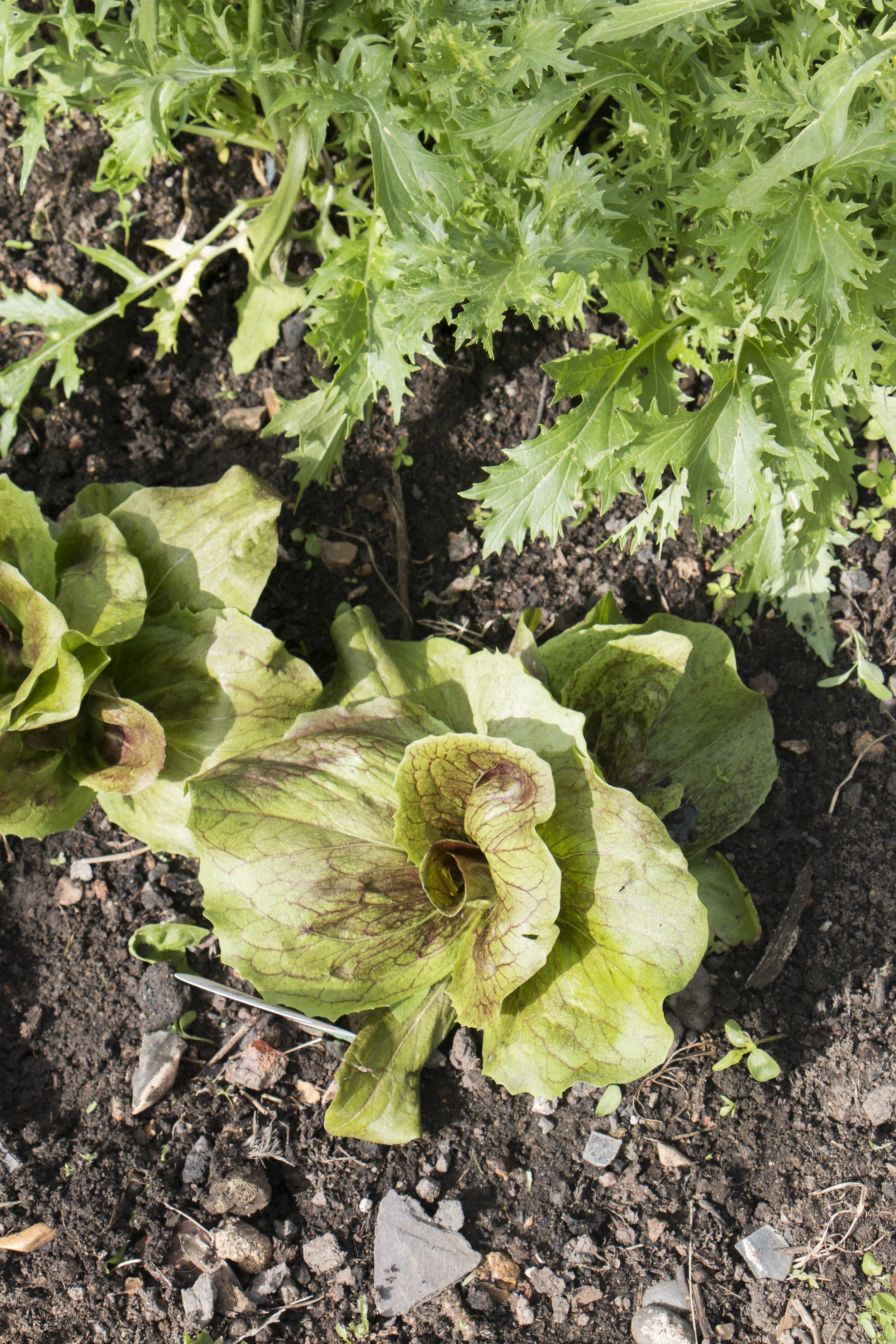 garden-rs-2019_1.jpg