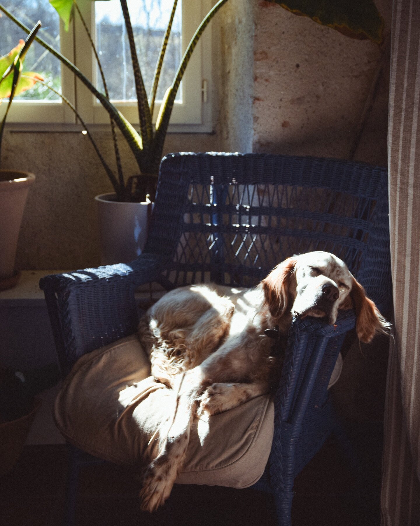 After 2hrs walking through the paths of Montesquieu, the afternoon siesta, bathed in sunshine with the sound of birdsong in the background is too irresistible not to take. 
.
.
.
.
#bemorelikelucien #adogslife #englishsetter #springtimevibes #yogaand