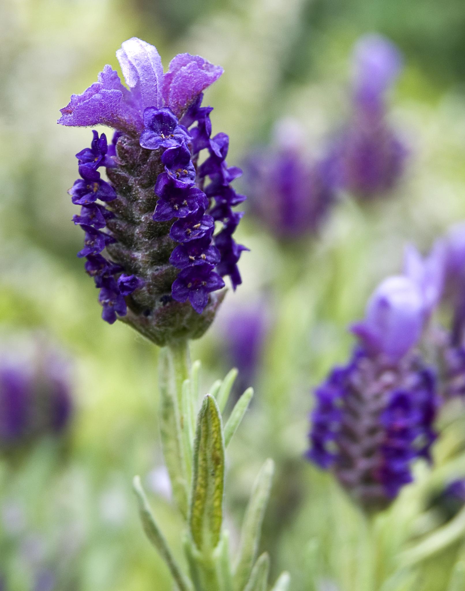 Lavender - Courtesy of Chris_Parfitt