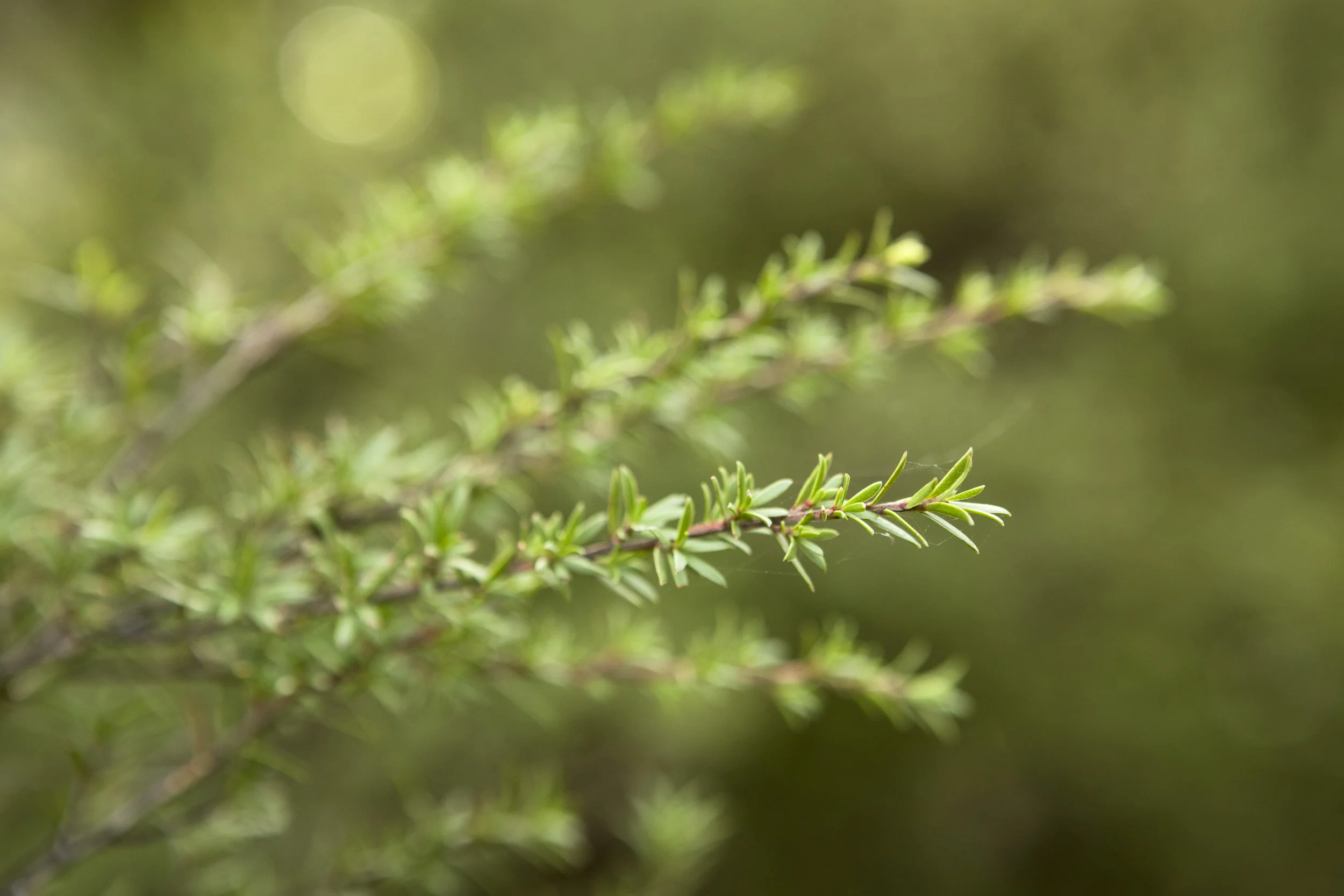 Rosemary - Courtesy of Young Living Essential Oils