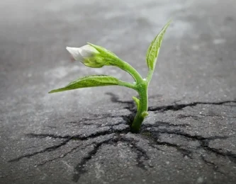flower-tree-growing-concrete-pavement-101.jpg