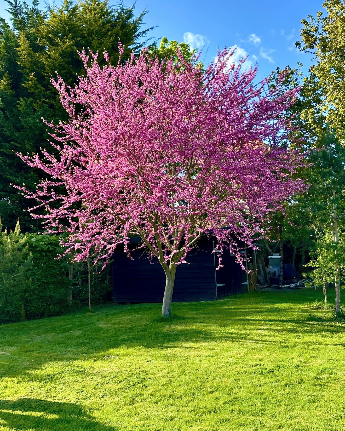 Cercis siliquastrum, Judas Tree - the only pink in my garden. I love this tree. I bought it from, what I call, the hospital wing of a local nursery for about &pound;3 twelve years ago (last pic). Yes, it required some patience but that makes the enjo