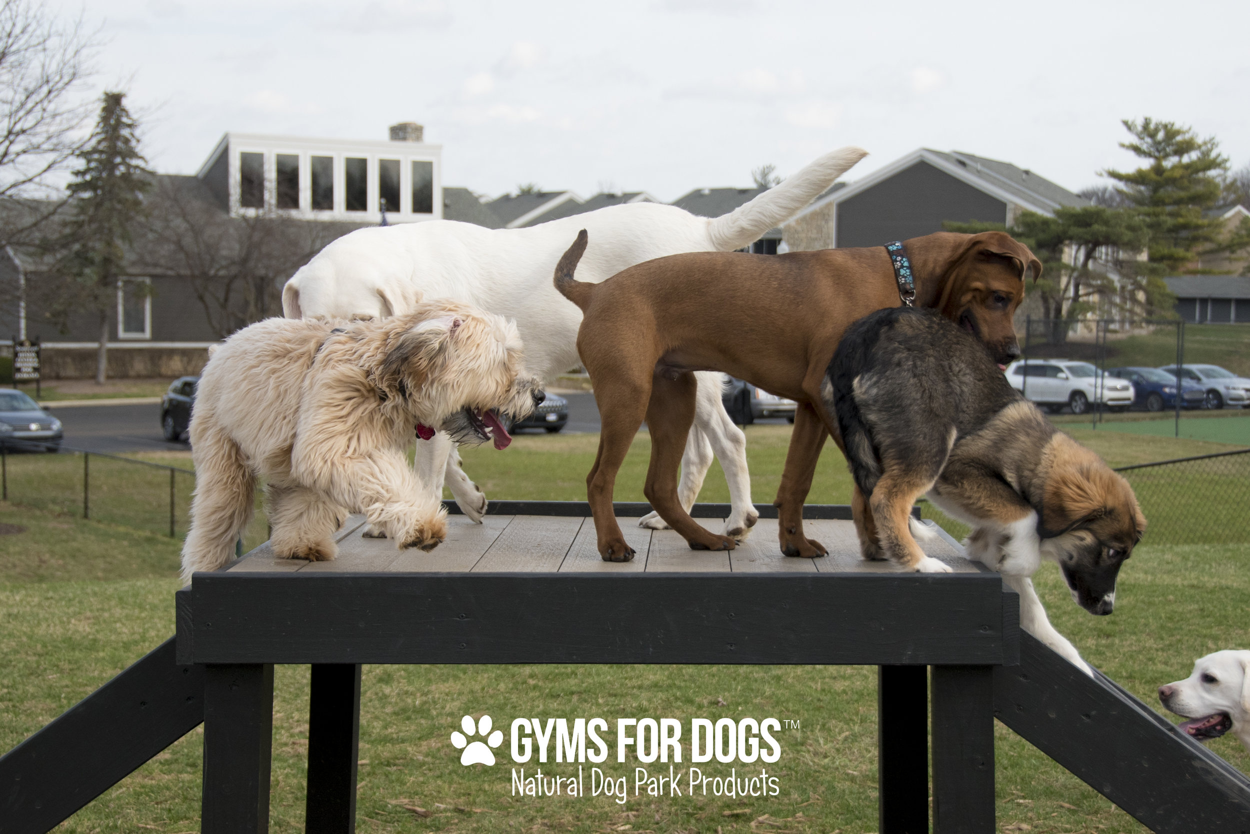 Do You Know The Three Popular Types Of Dog Parks Design Ideas For Do You Know The Three Popular Types Of Dog Parks Design Ideas For
