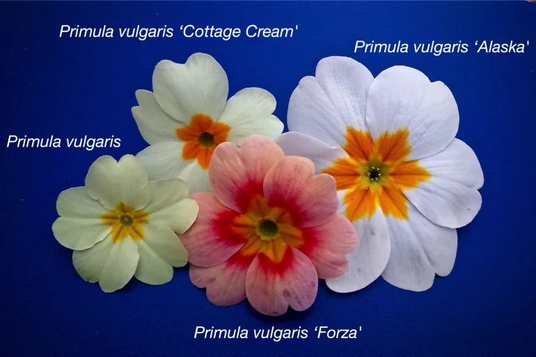 primula-flowers.jpg