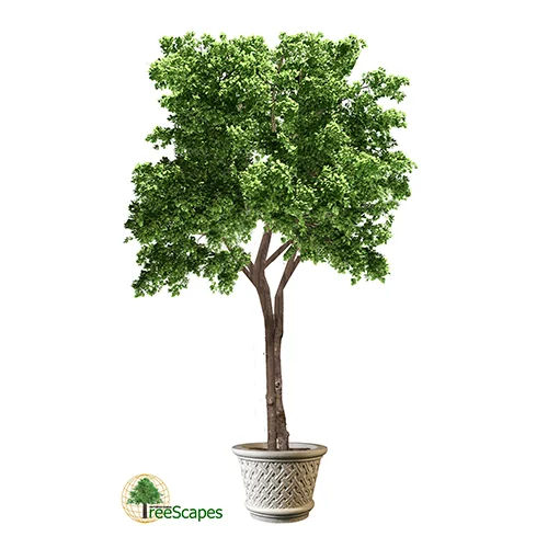 Elm Tree - International Treescapes