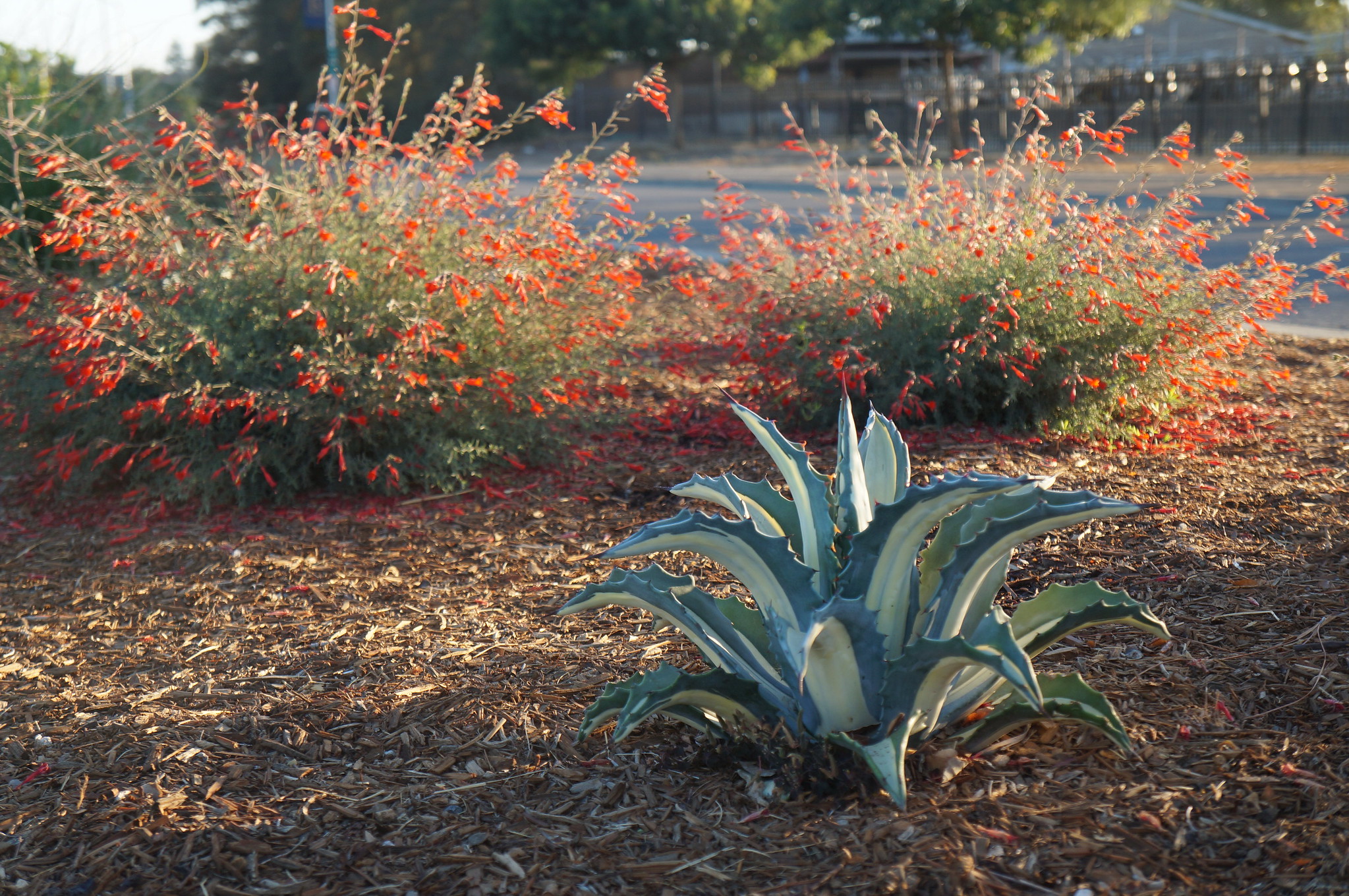 image © UC Davis La Rue Road Median via Flickr
