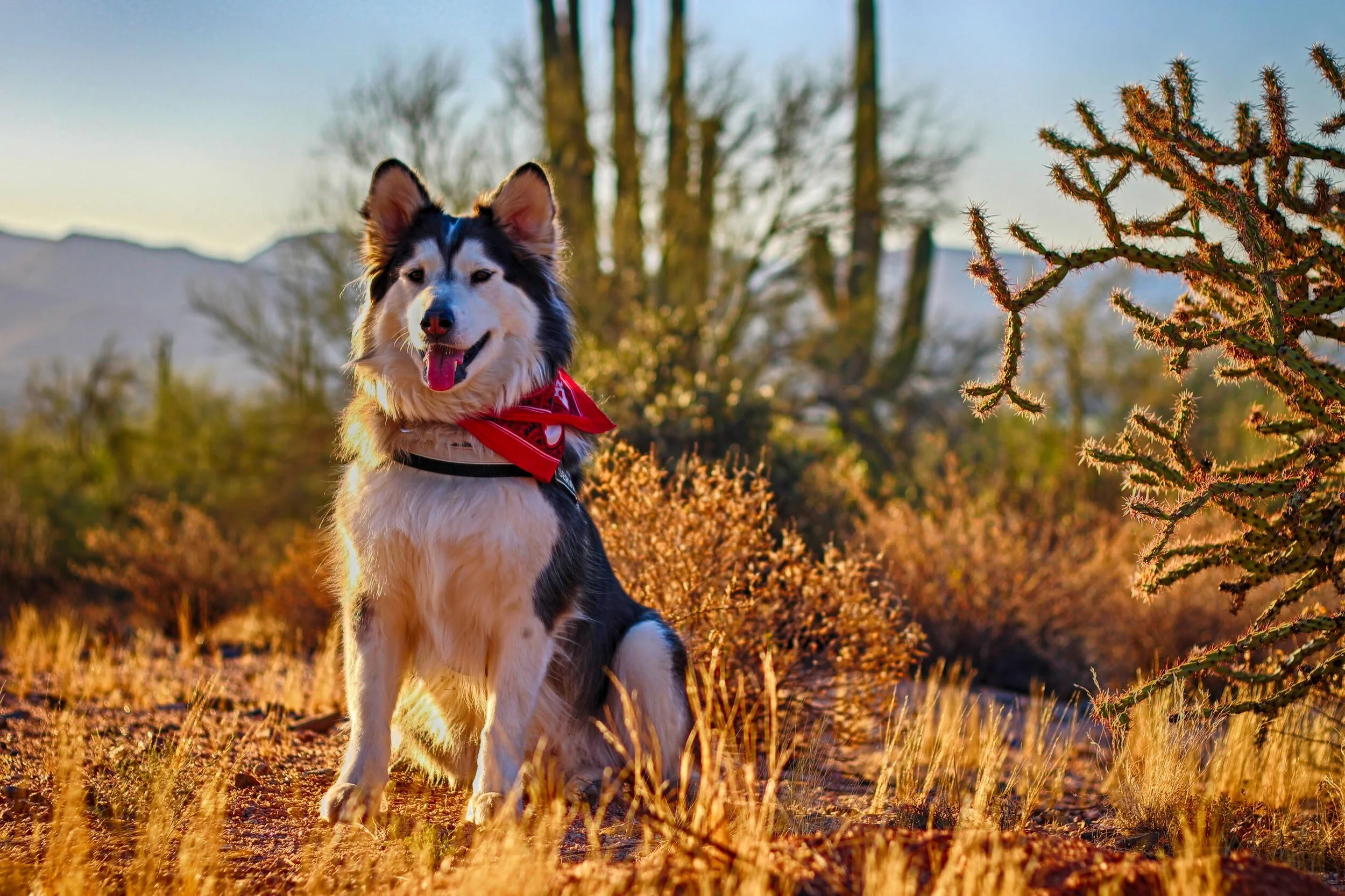 20+ CAD Drawings to Design the Ultimate Dog Park