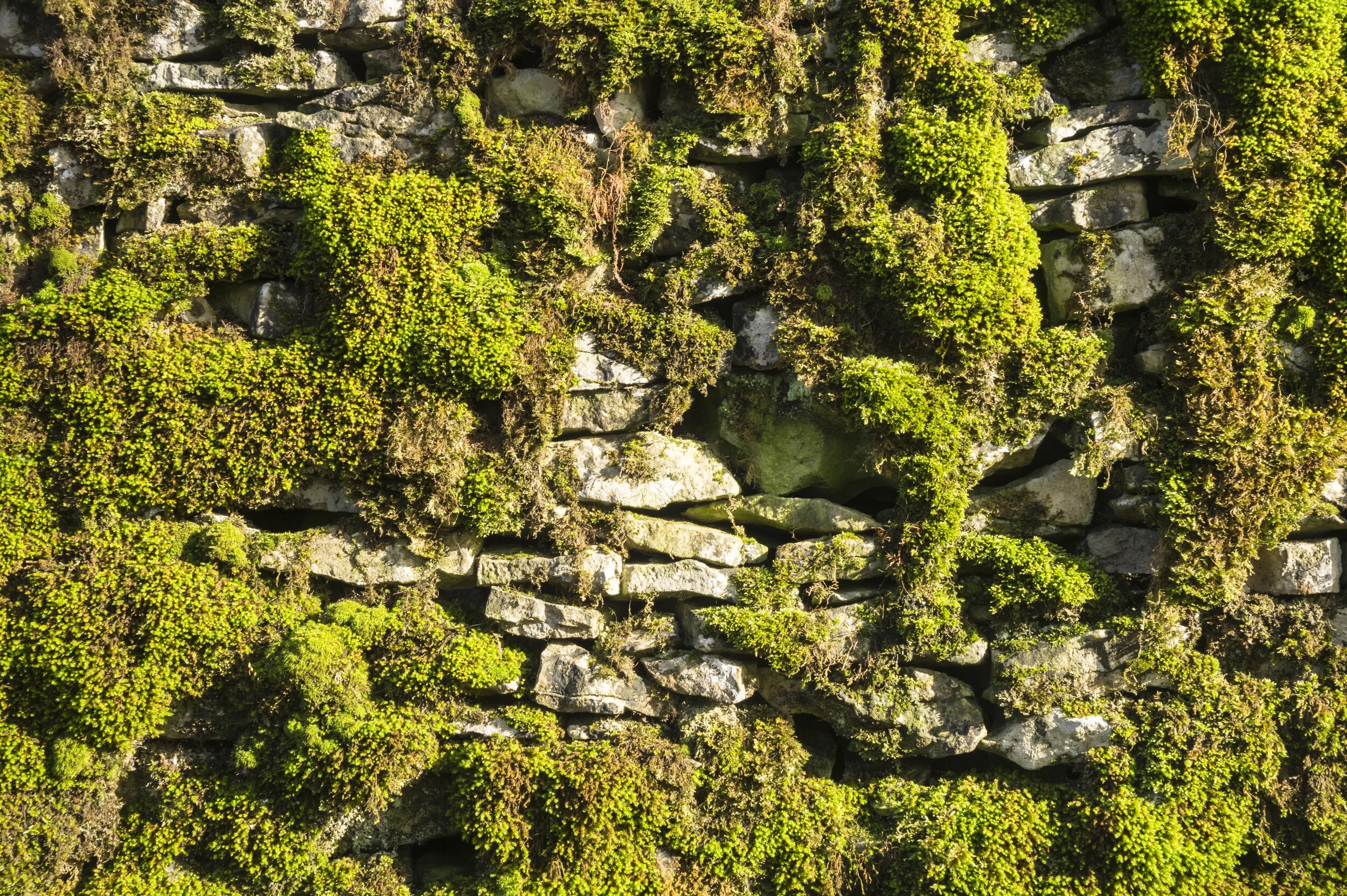 Selecting a Green Wall For Your Residential or Commercial Project