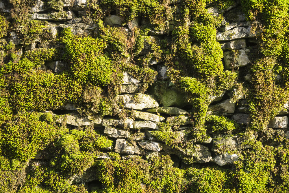 Selecting A Green Wall For Your Residential Or Commercial Project Design Ideas For The Built World