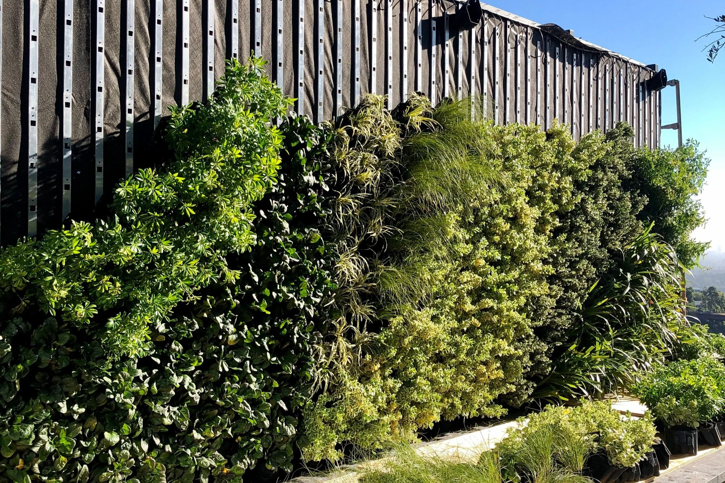 Project Highlight: Biggest Living Greenwall In Bel Air
