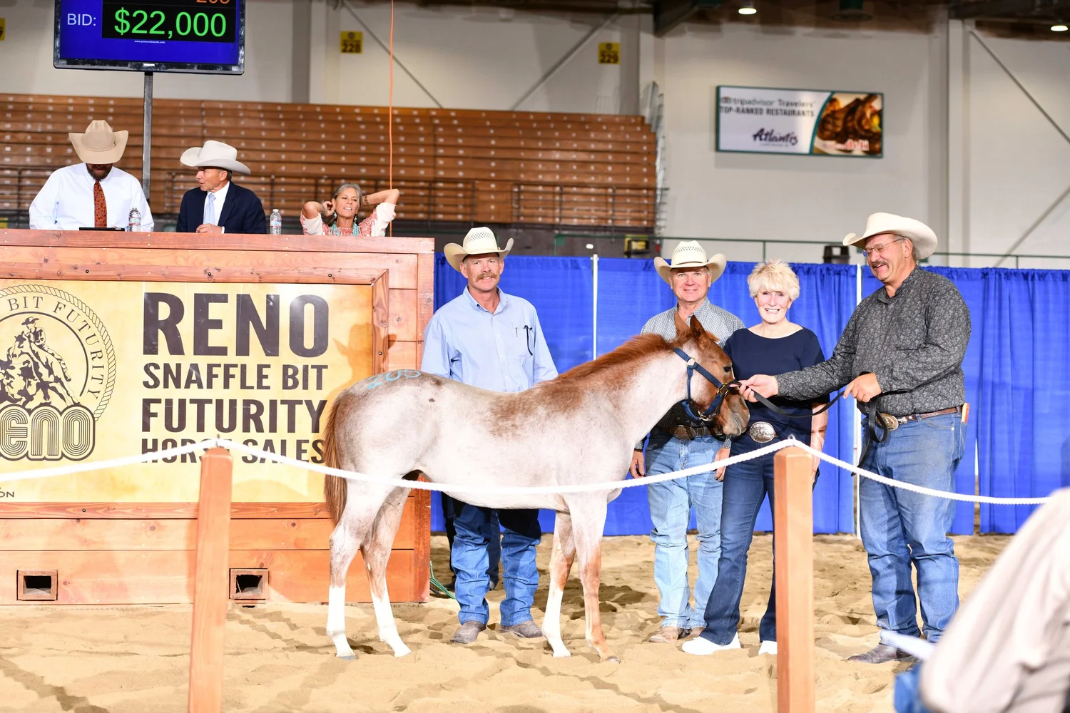 Horse Sale — Reno Snaffle Bit Futurity