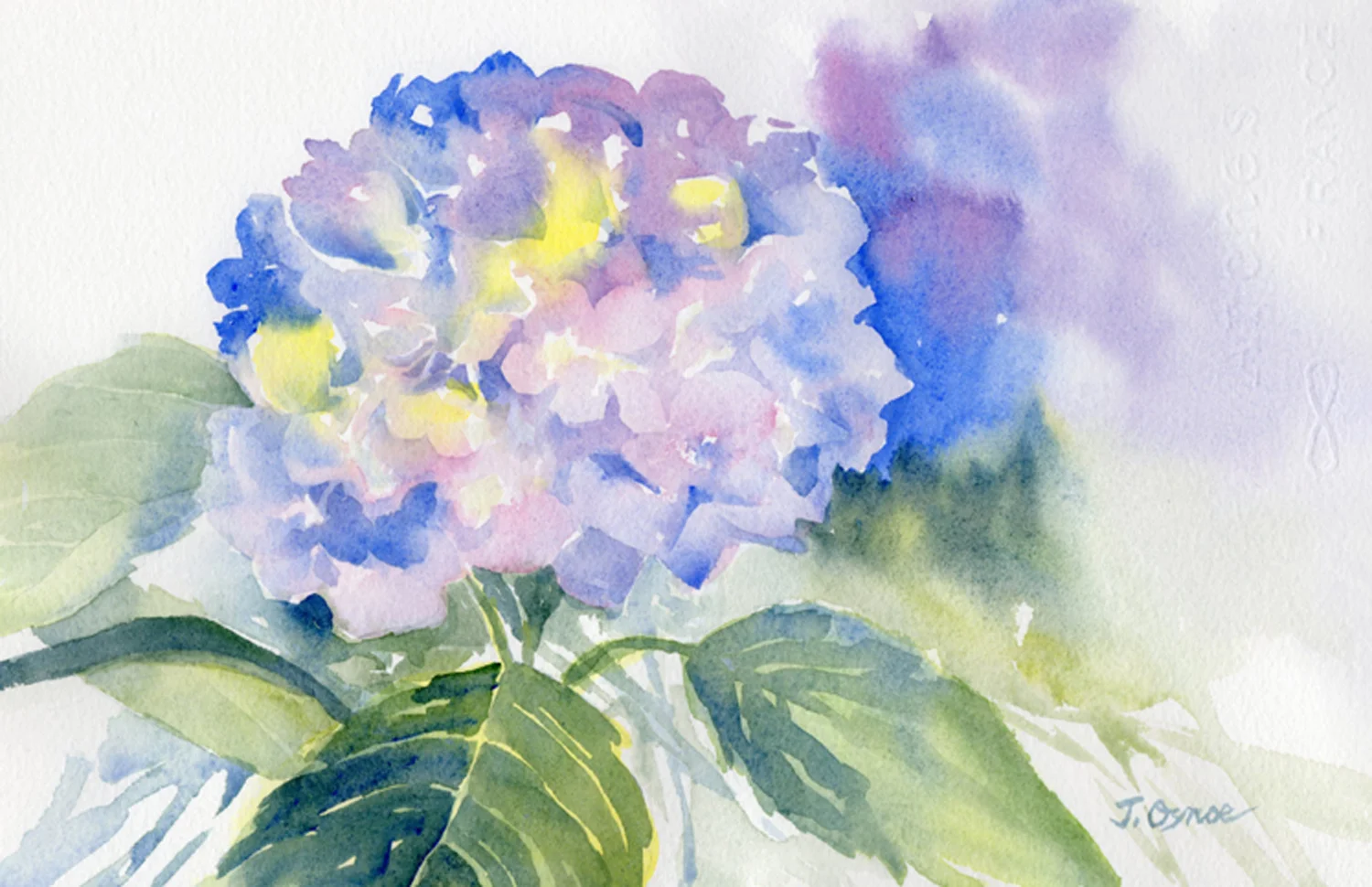 Hydrangea Study (sold)