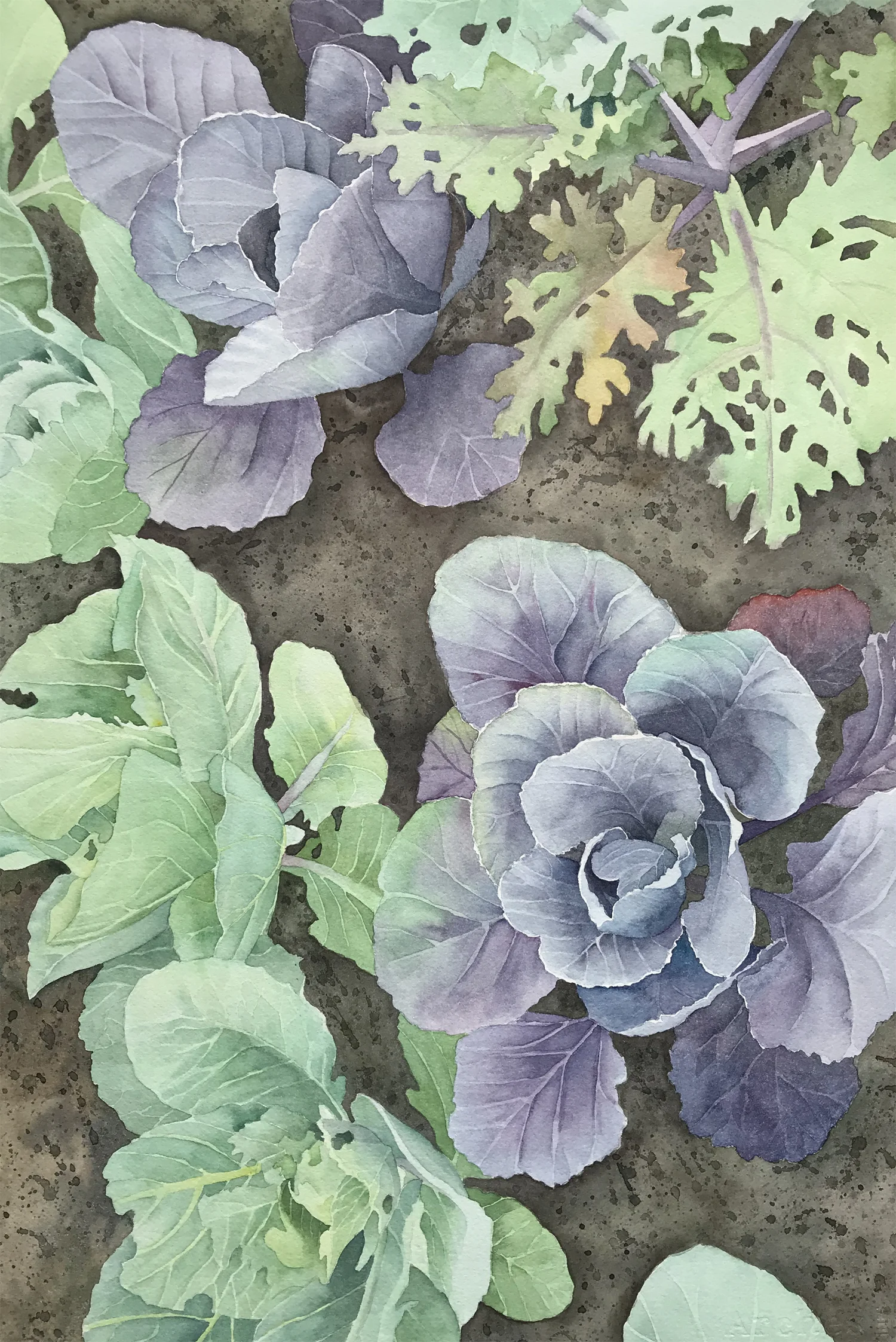 Cabbage Patch