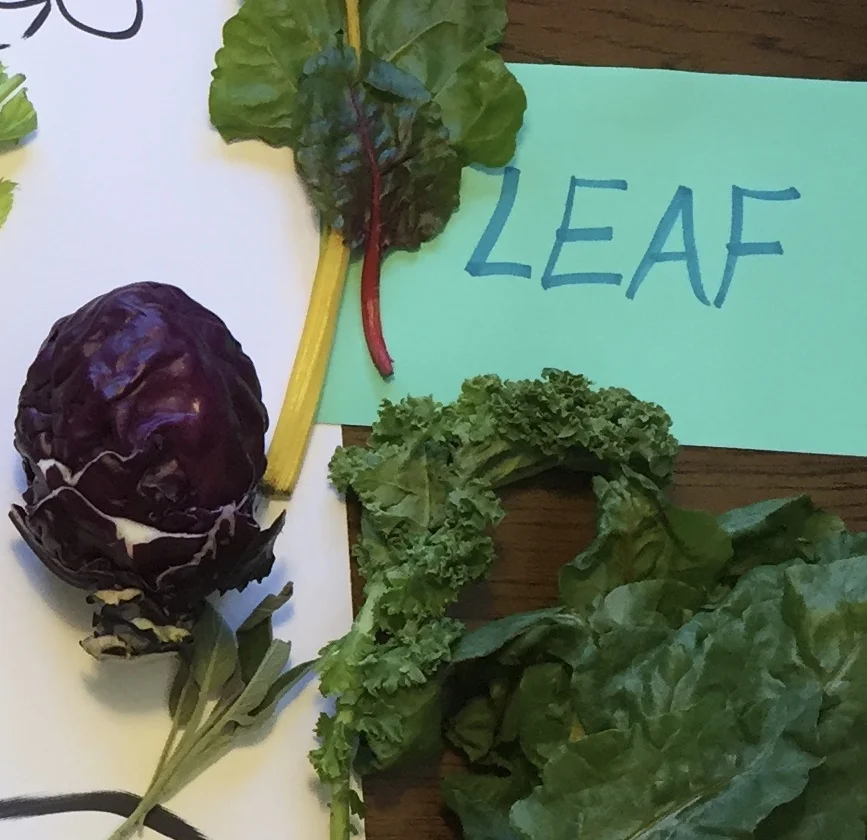 What are 6 parts of the plant that we eat? Stems? Flowers? What else