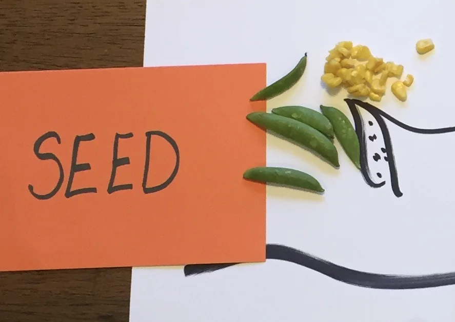 What are 6 parts of the plant that we eat? Stems? Flowers? What else? — Real Food 4 Kids