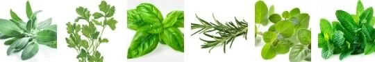 Herbs: 1. Sage 2. Parsley 3. Basil 4. Rosemary 5. Oregano 6. Lots of Mint to Make Homemade Mint Ice Cream!