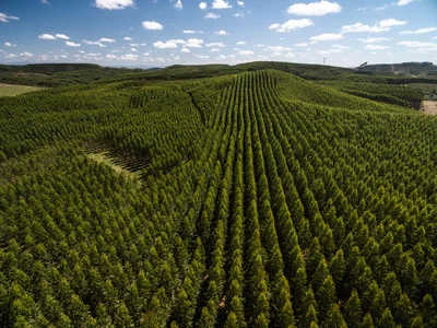 Airial view of a Eucalyptus tree Field