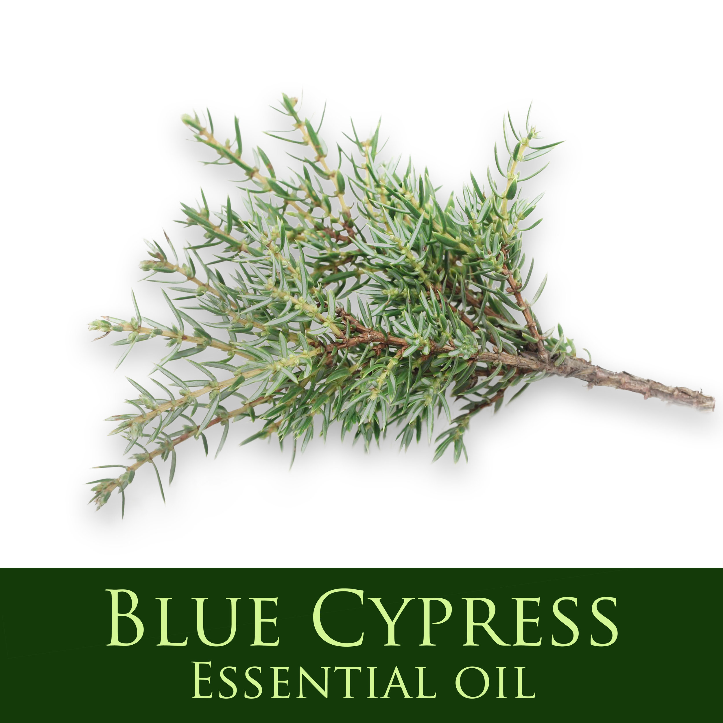 Blue Cypress.jpg