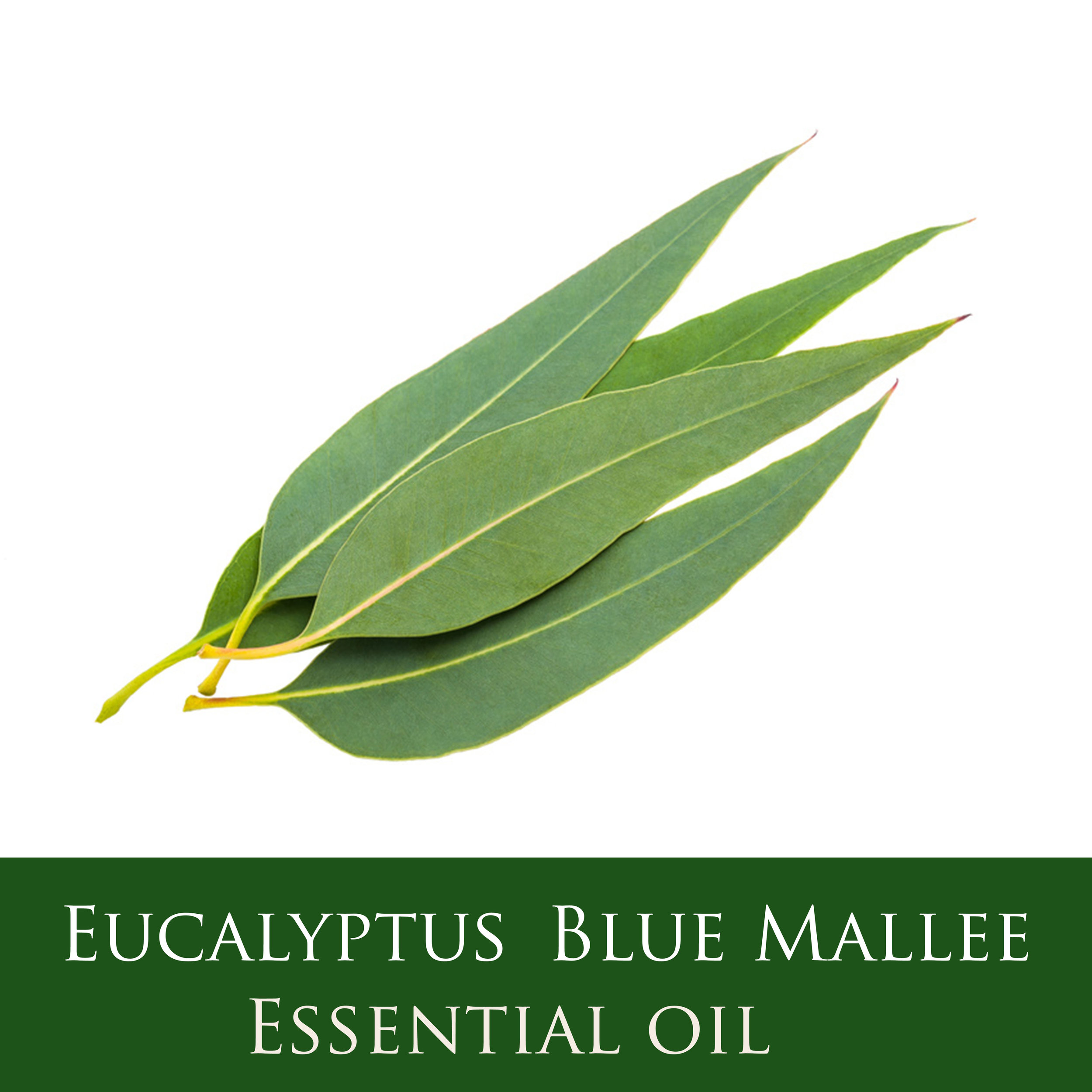 Eucalyptus.jpg