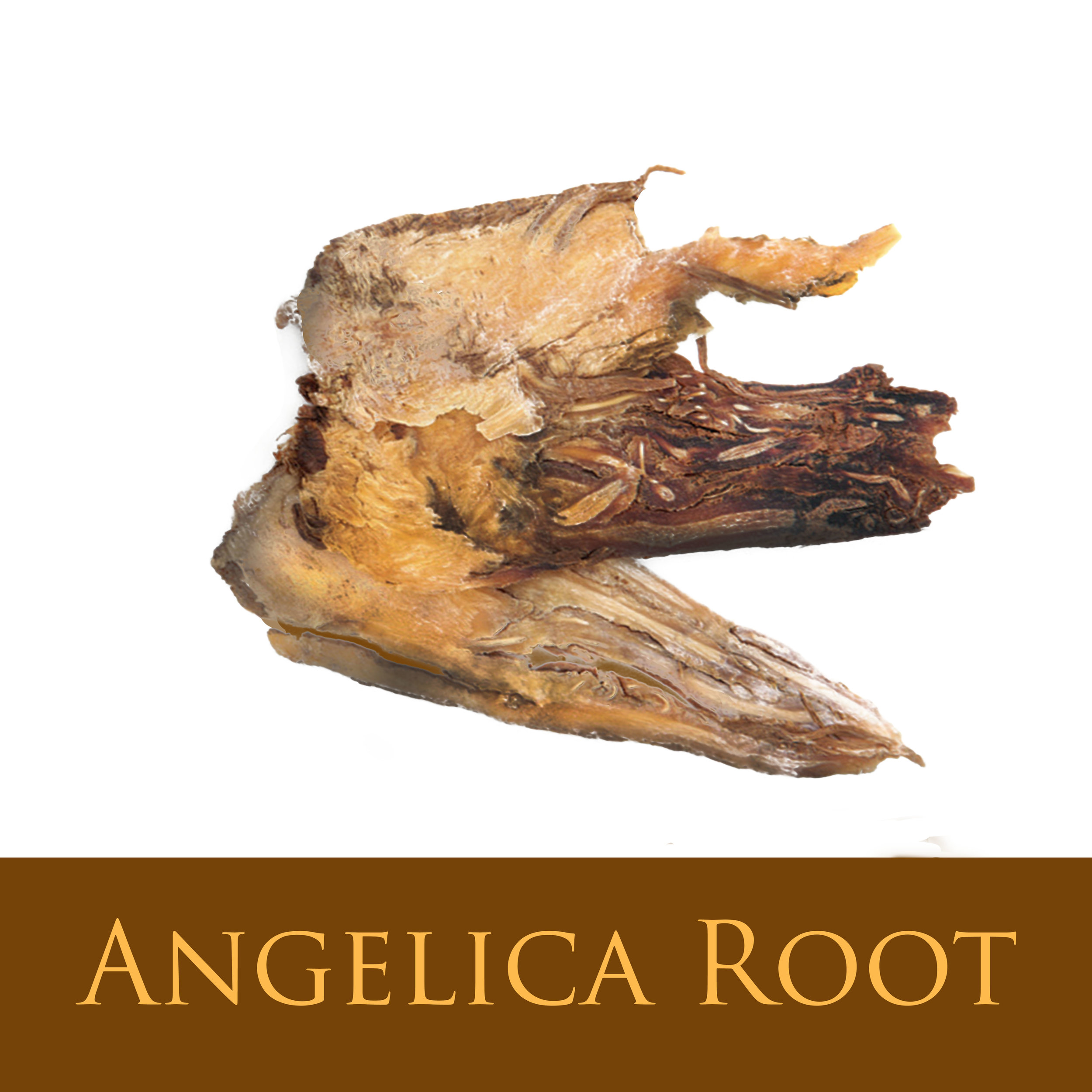 Angelica Root 2.jpg