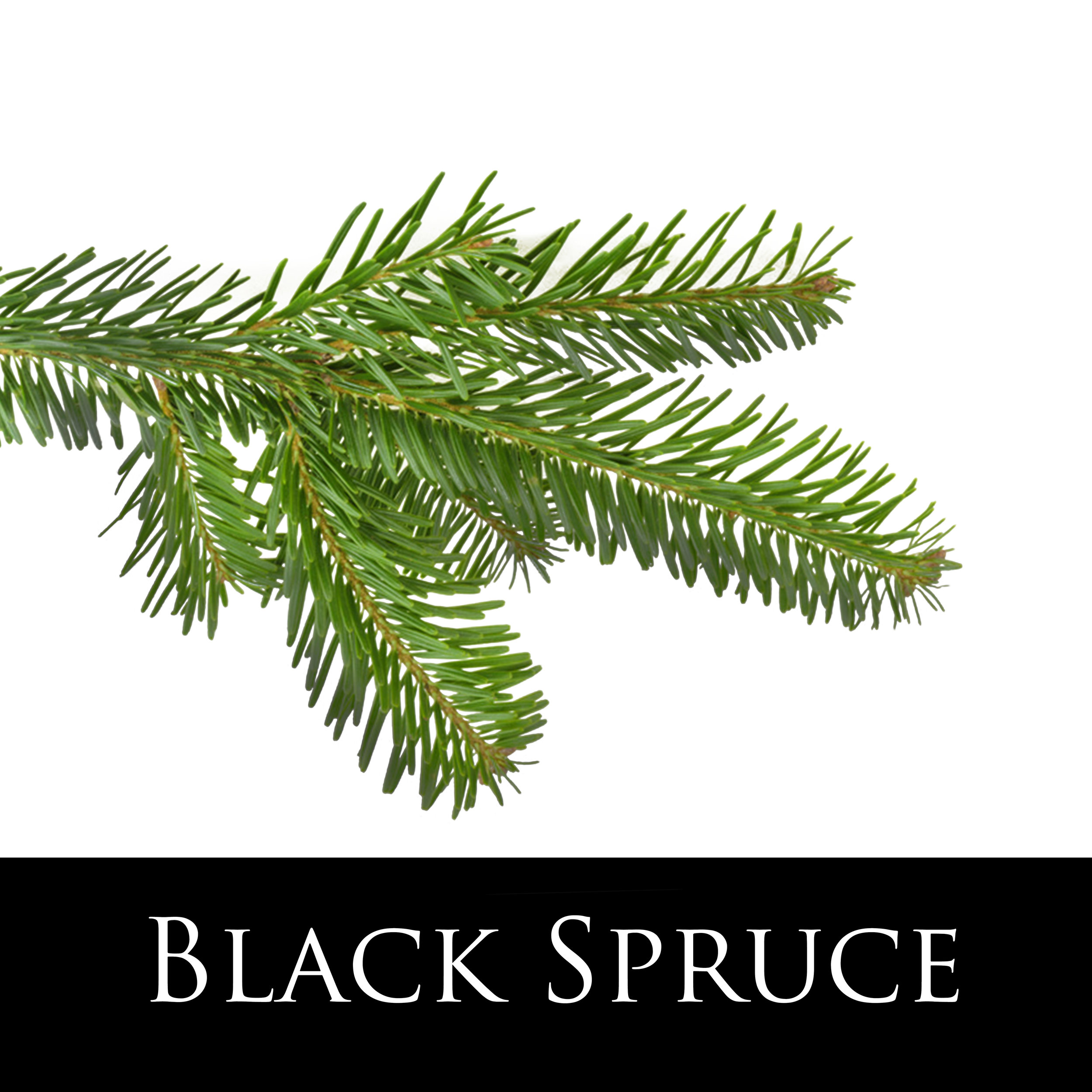 Black Spruice.jpg