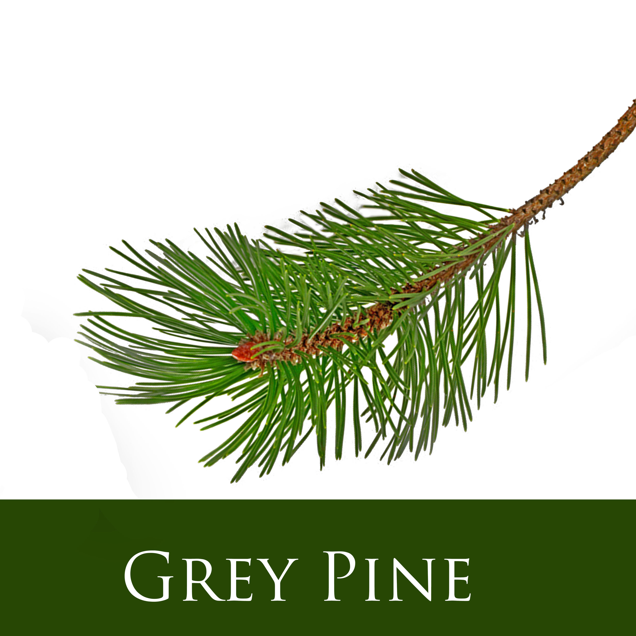 Grey Pine.jpg