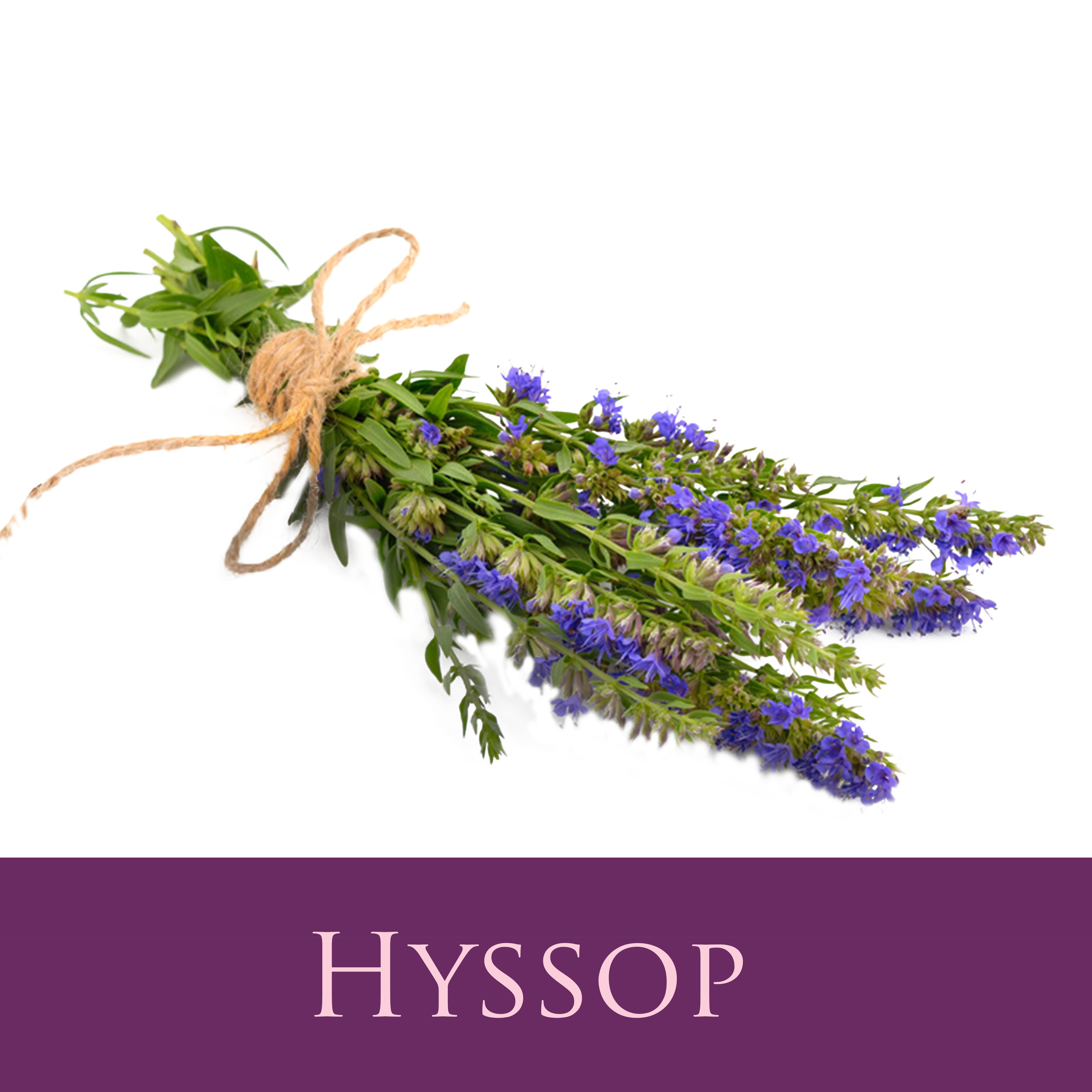 Hyssop.jpg