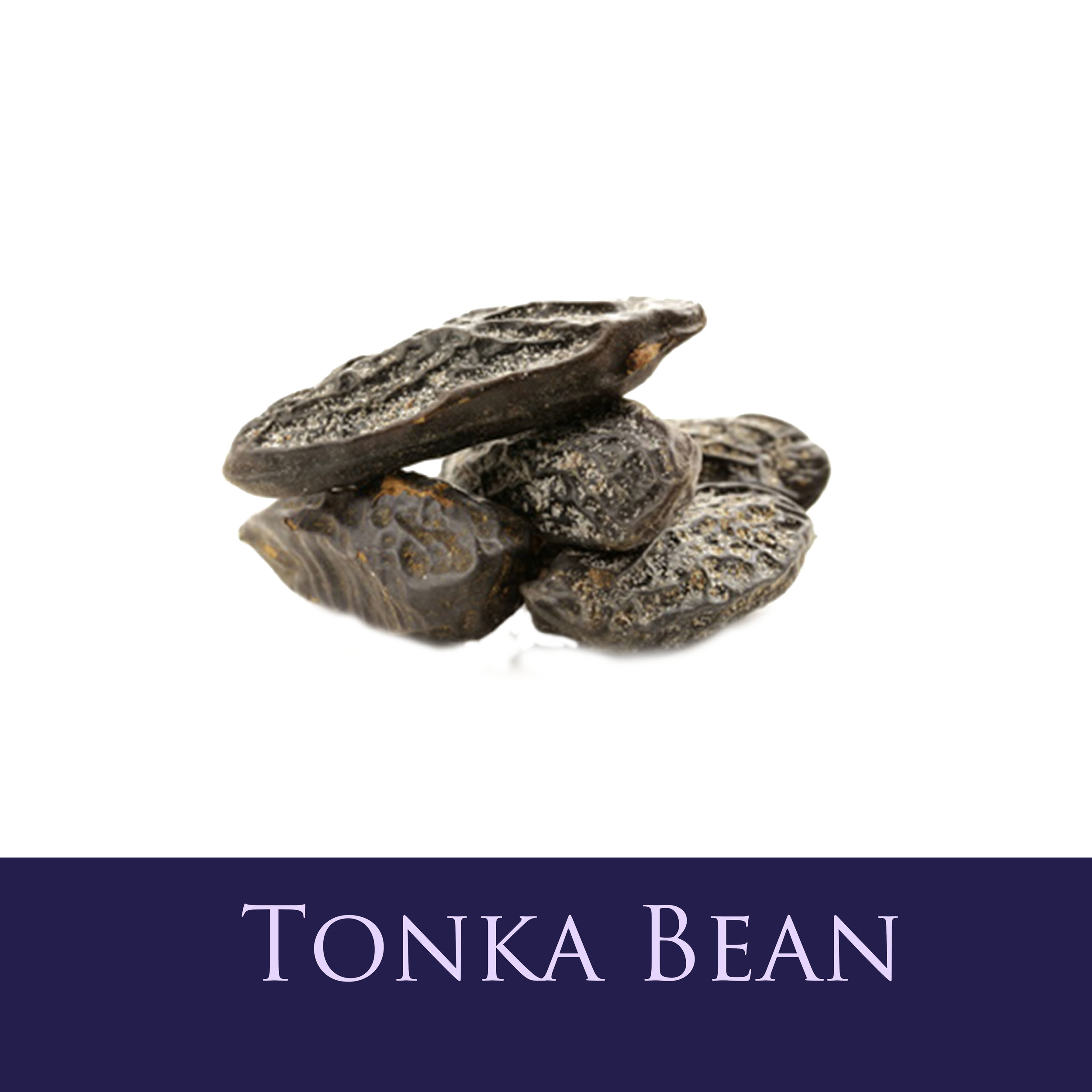 Tonka Bean.jpg