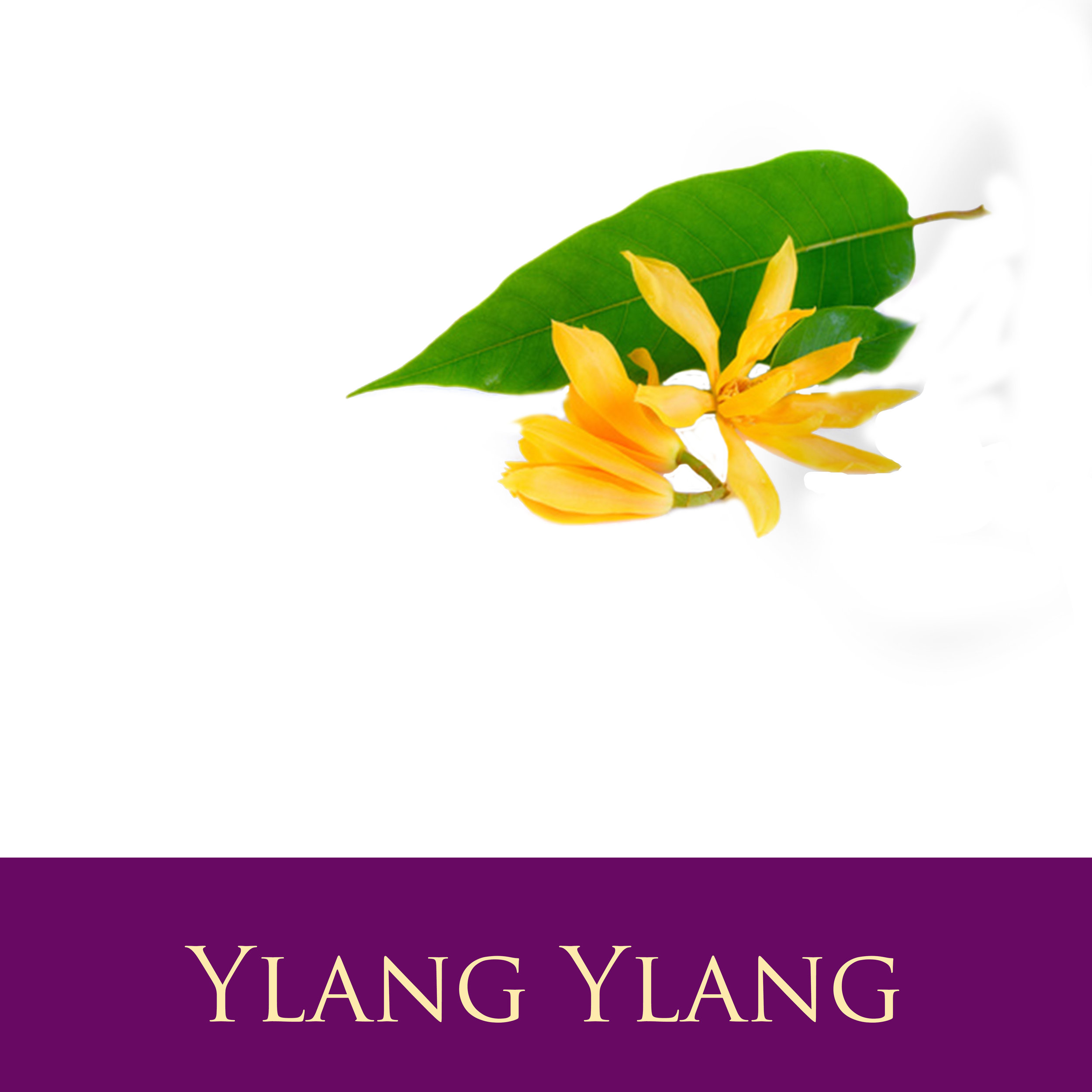 Ylang Ylang.jpg