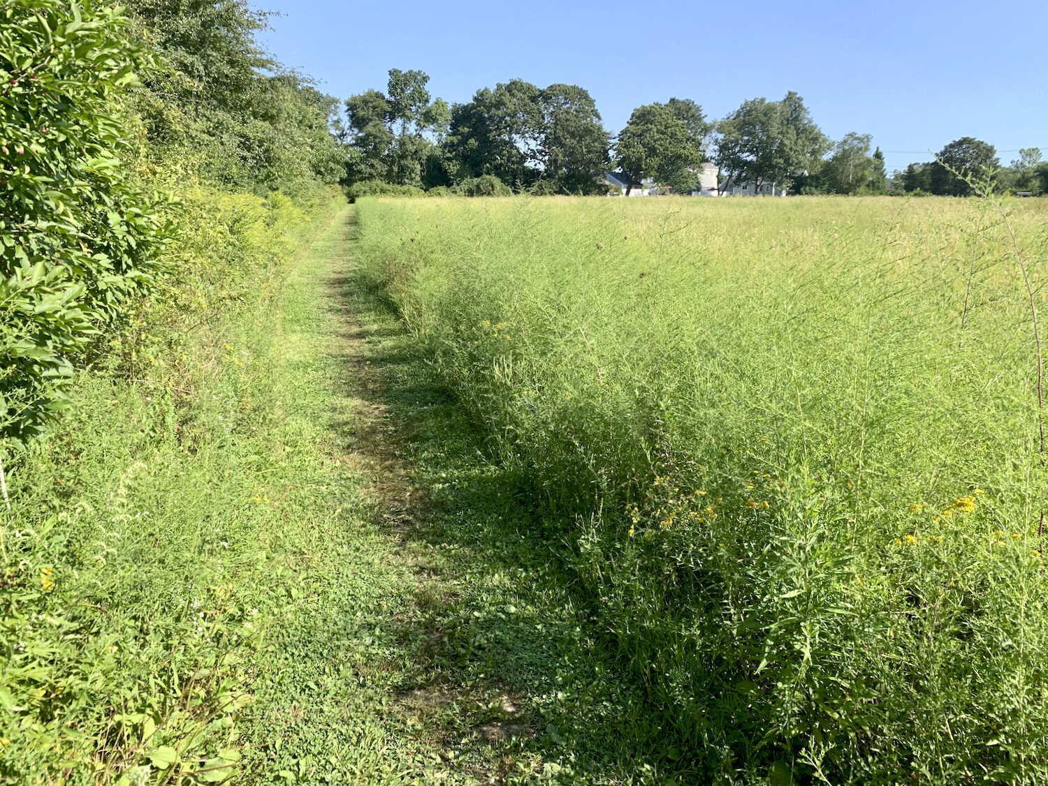 IMG_0376.jpeg