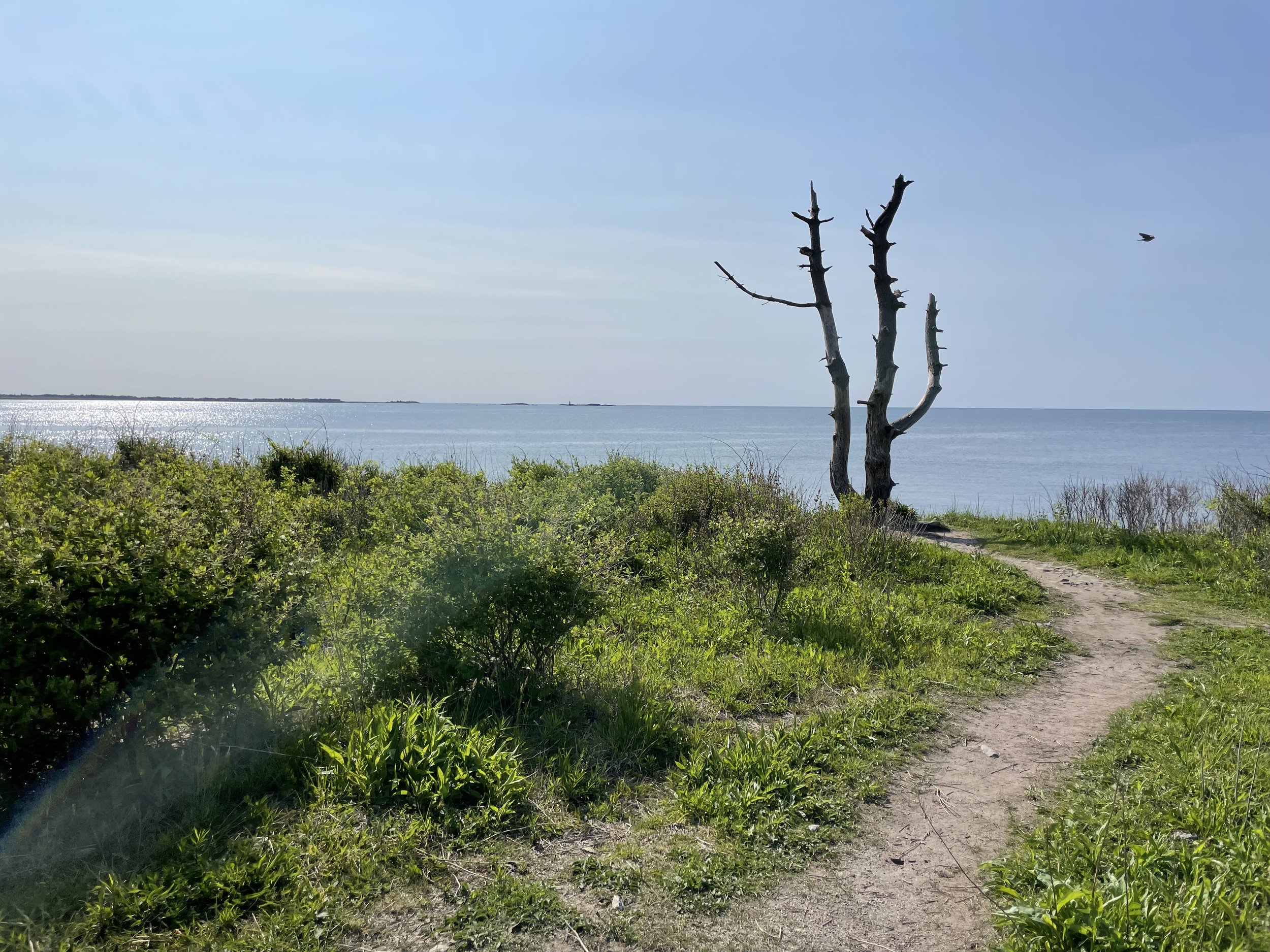 IMG_7062.jpeg