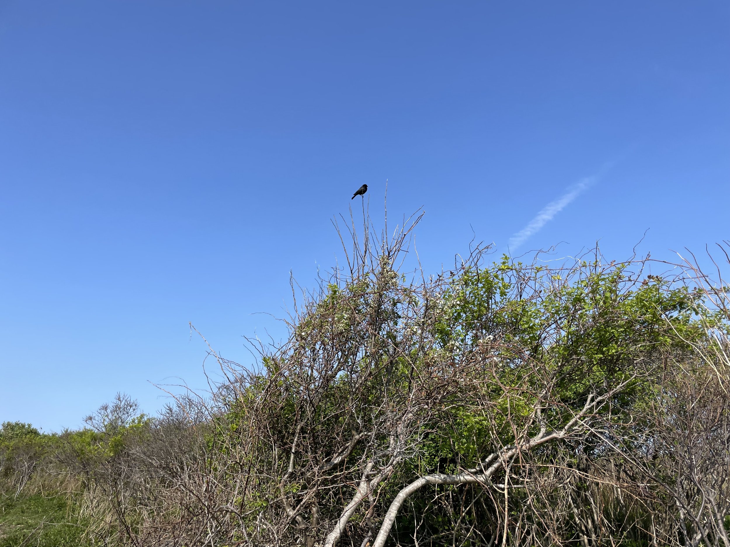 IMG_7067.jpeg