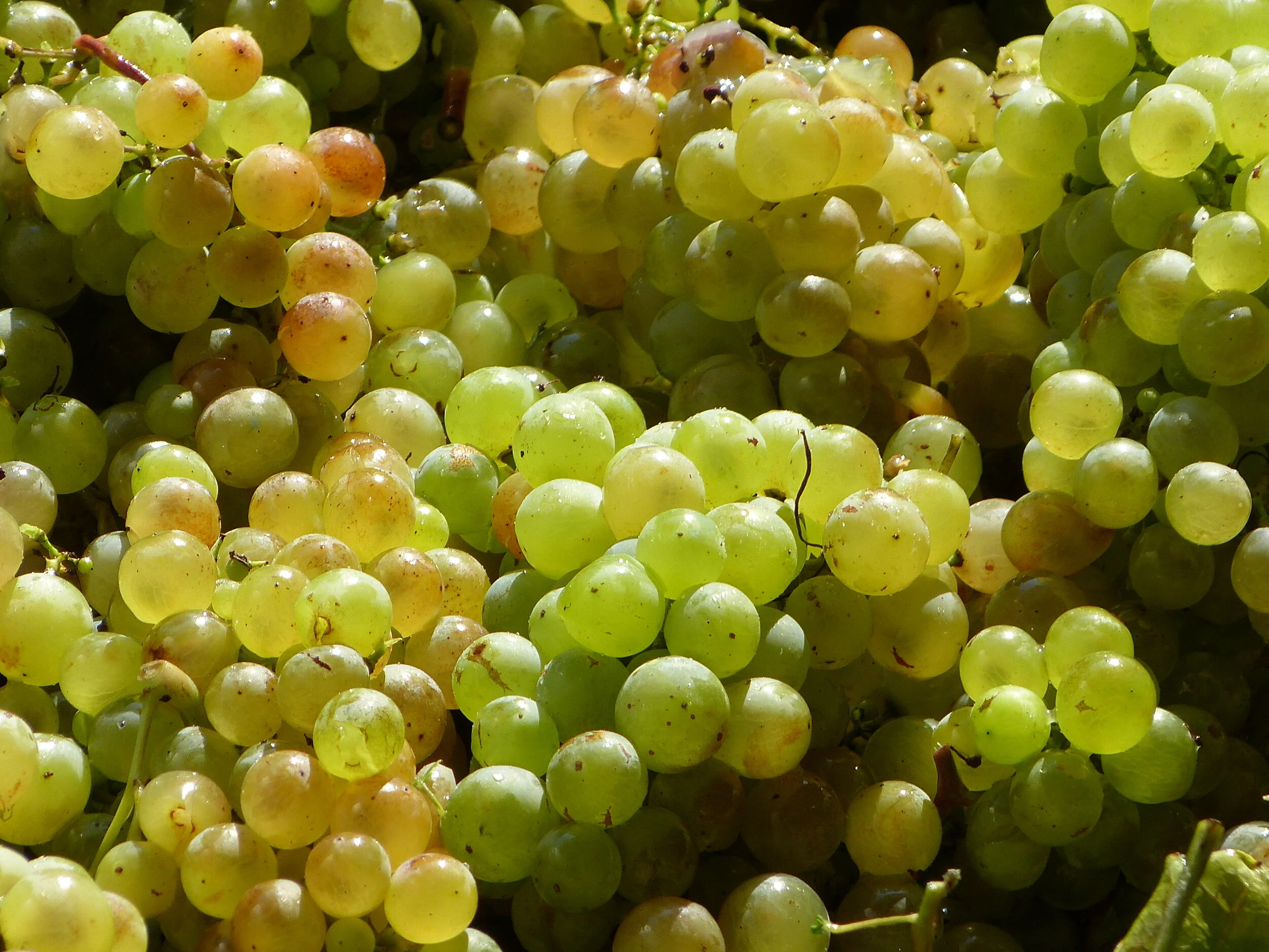 Honor — 3levate Imports