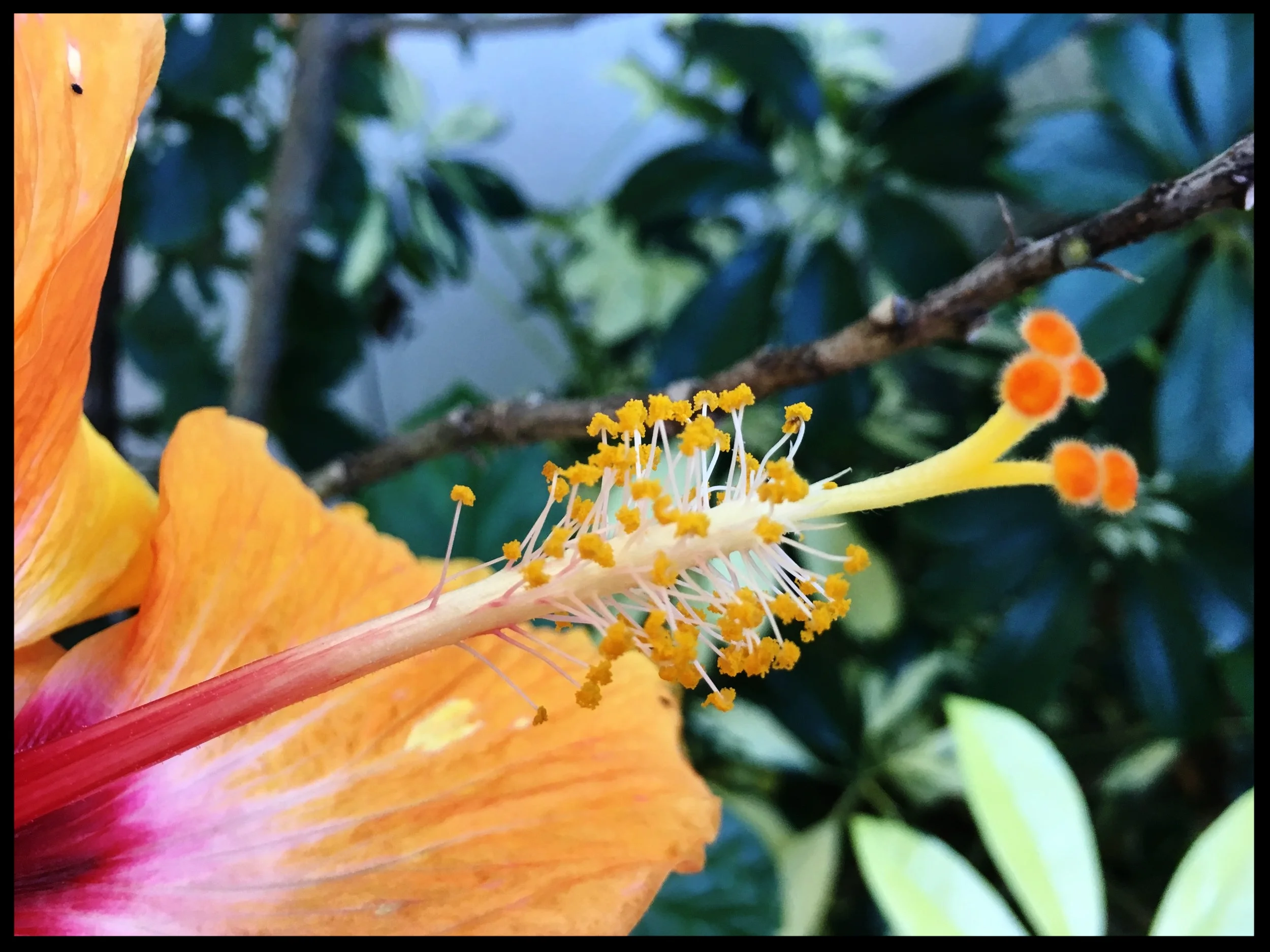 hibiscus.jpg