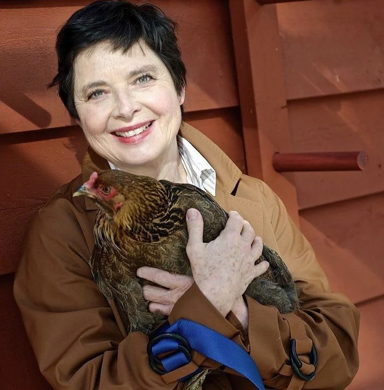 **Isabella and her farm** Yesterday I had a wonderful heart warming zoom interview with Pietro Cicognani and Isabella Rossellini. Pietro has a new book coming out published by Vendome with the most divine photos and, for an upcoming issue of Homes &a