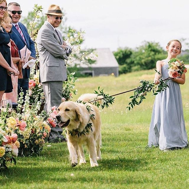 Day 4 | Something Green
.
.
This photo by @elizabeth.cecil showcases my favorite kind of green. 🌿 Floral embellishments!! 🌿 Check out @gus_thegolden &lsquo;s leash designed by @tealanefarm 🌿 It made his entrance to @emacdo and @irene_macdo &lsquo;