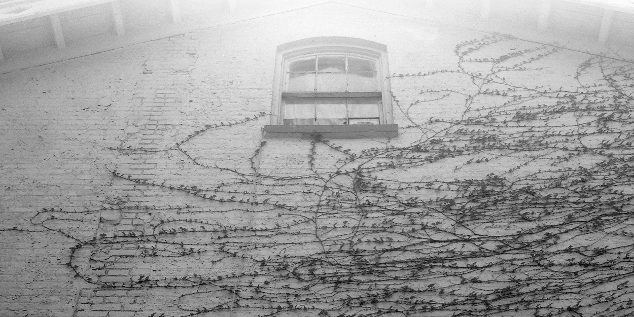 600x300 bw vines.jpg