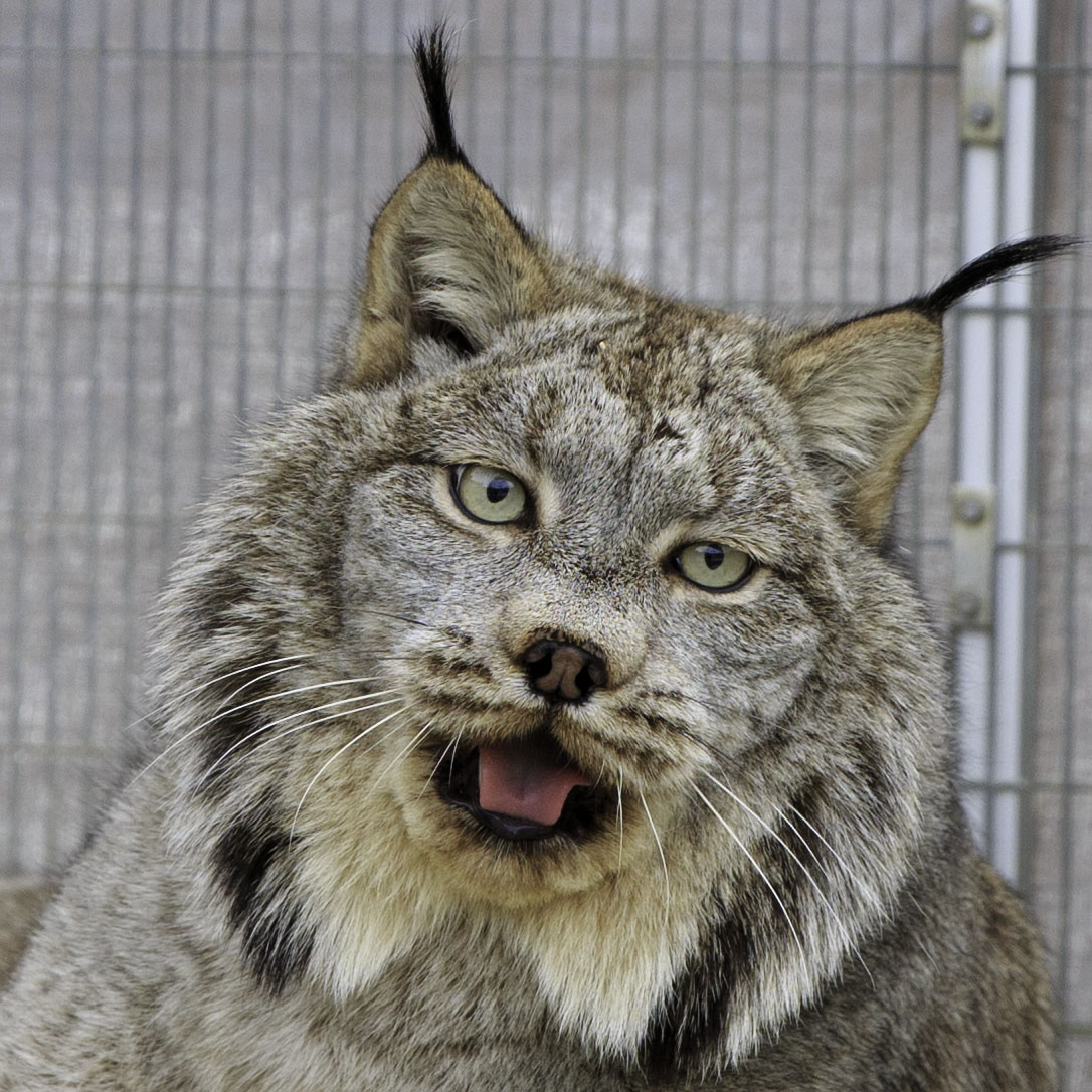 Lynx_6Q7A7823.jpg