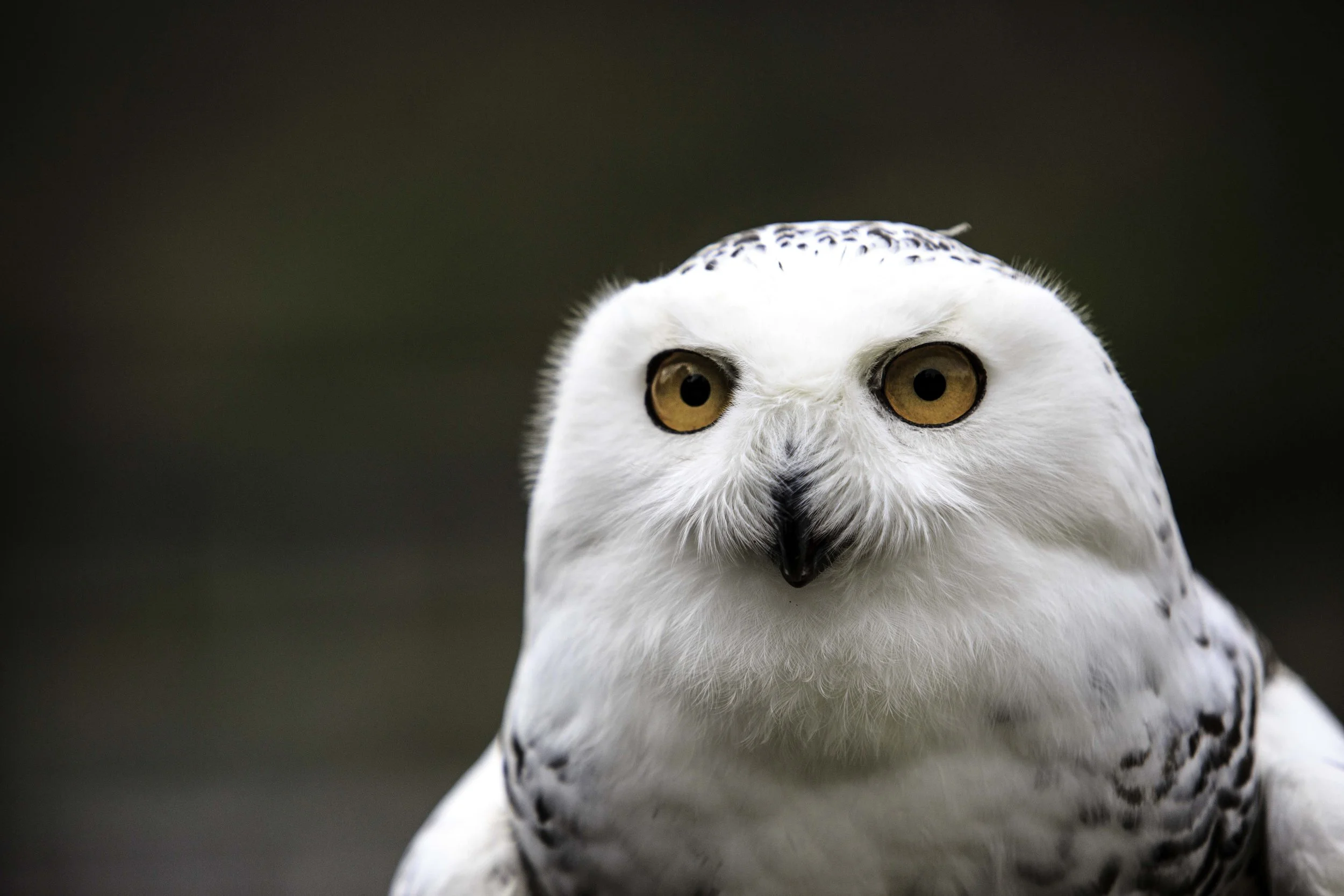 SnowyOwl_6Q7A8090-Edit.jpg